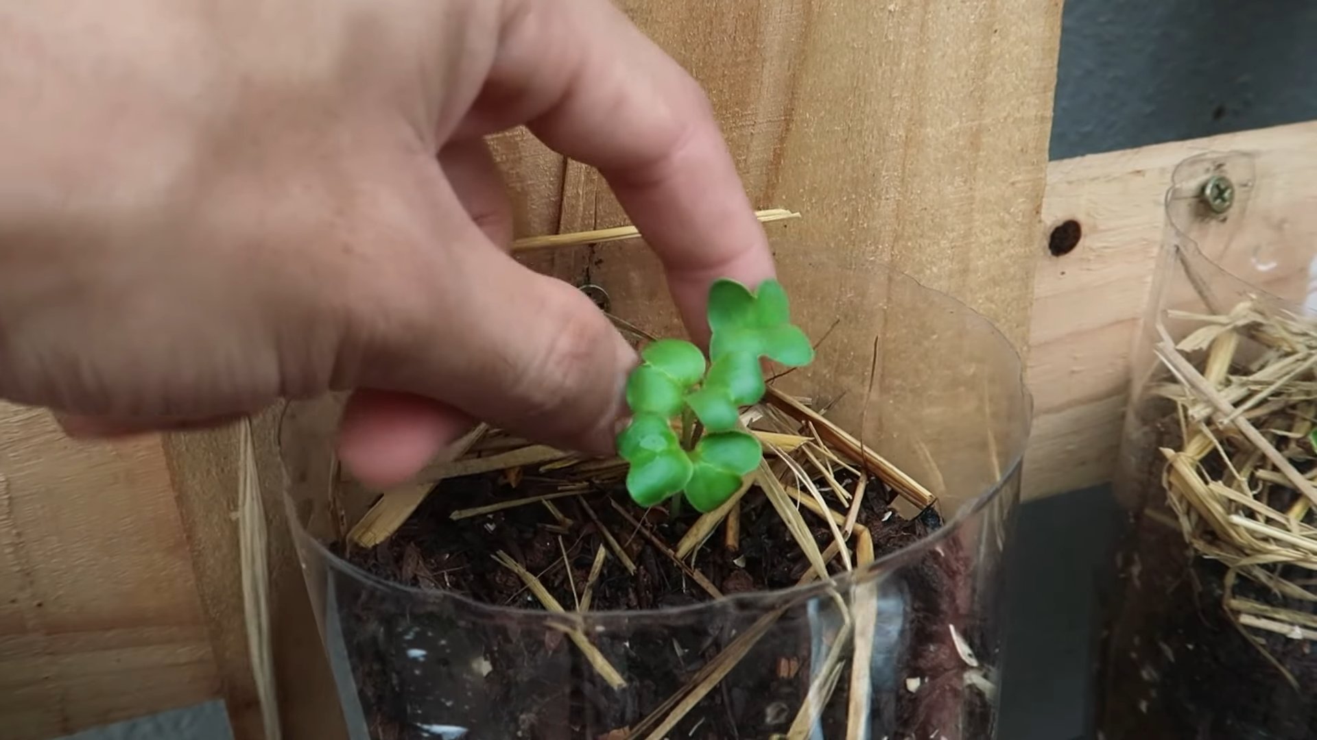 Grow Radishes Year Round