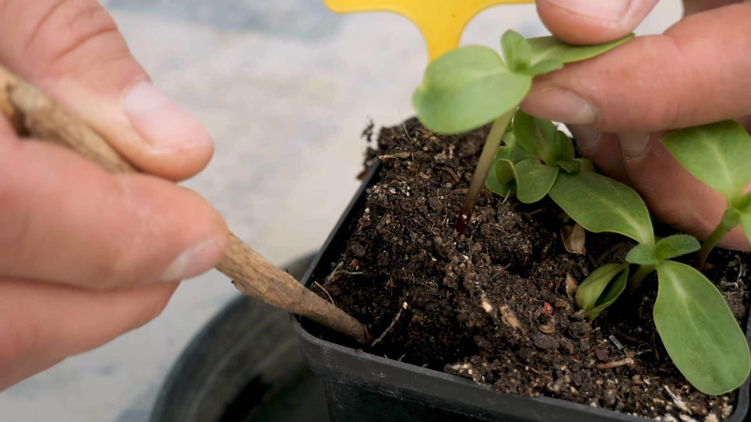 Sunflower Container Gardening