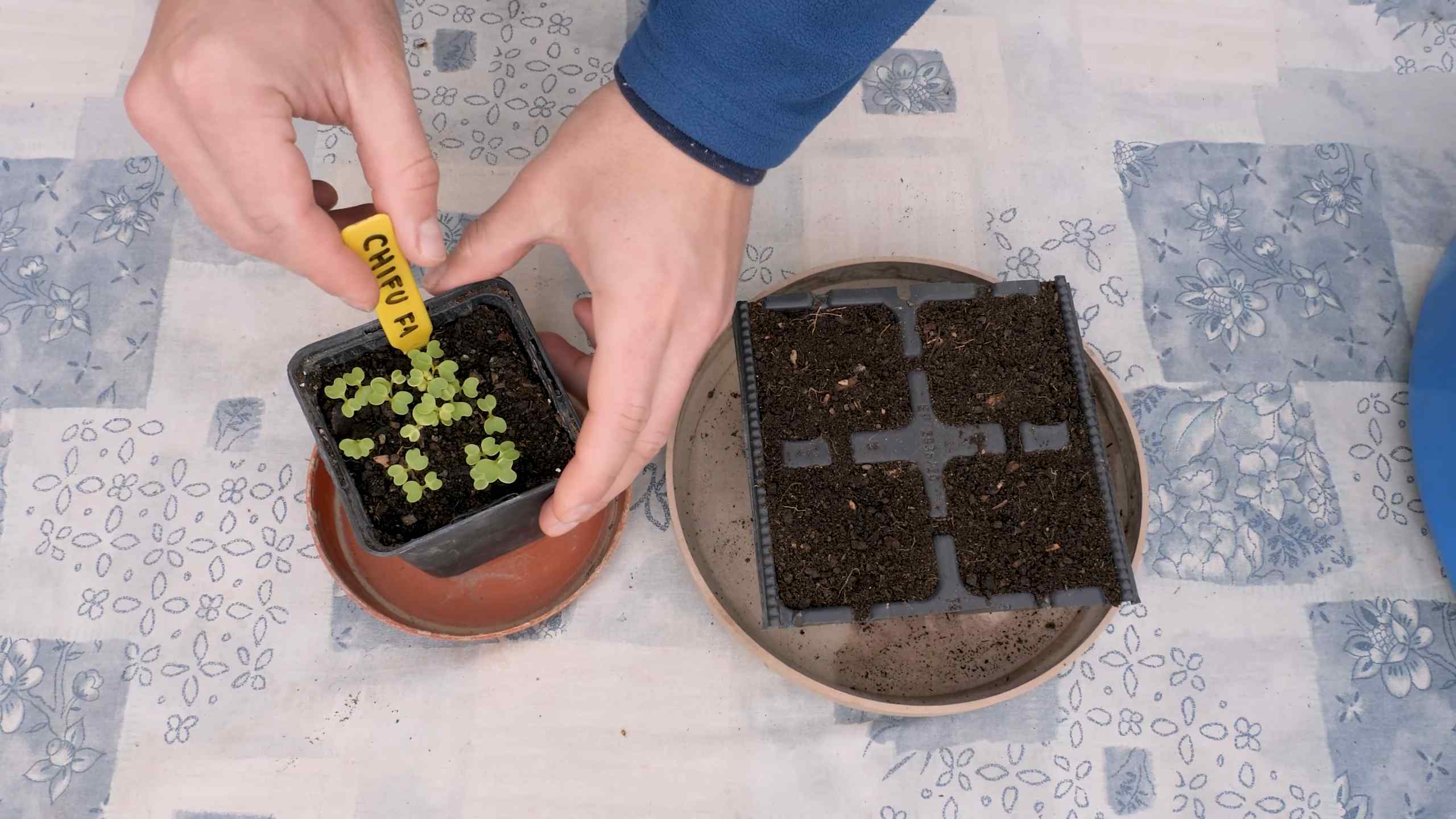 Grow Bok Choy in Bags