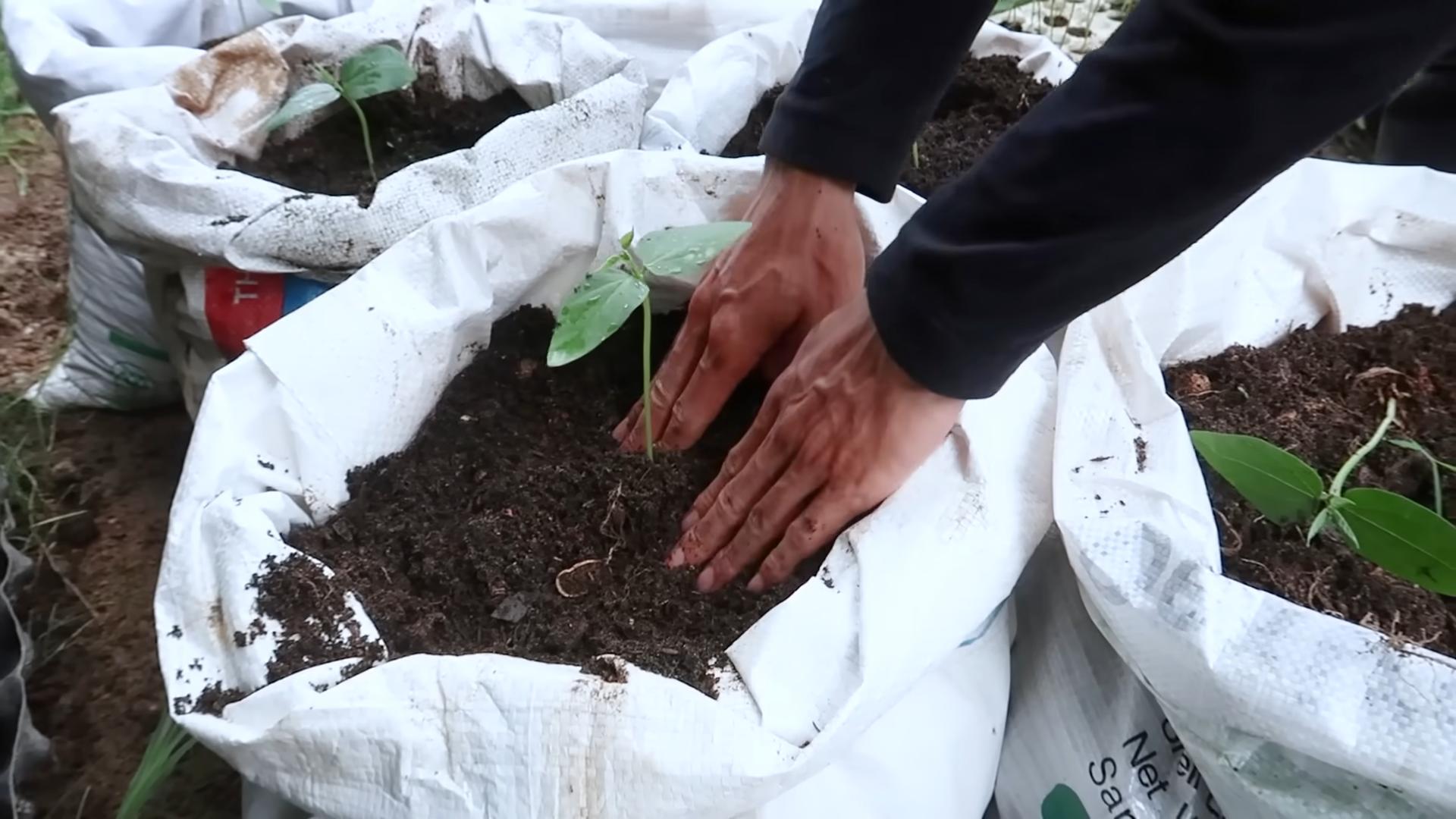 Long Bean Growing Tips