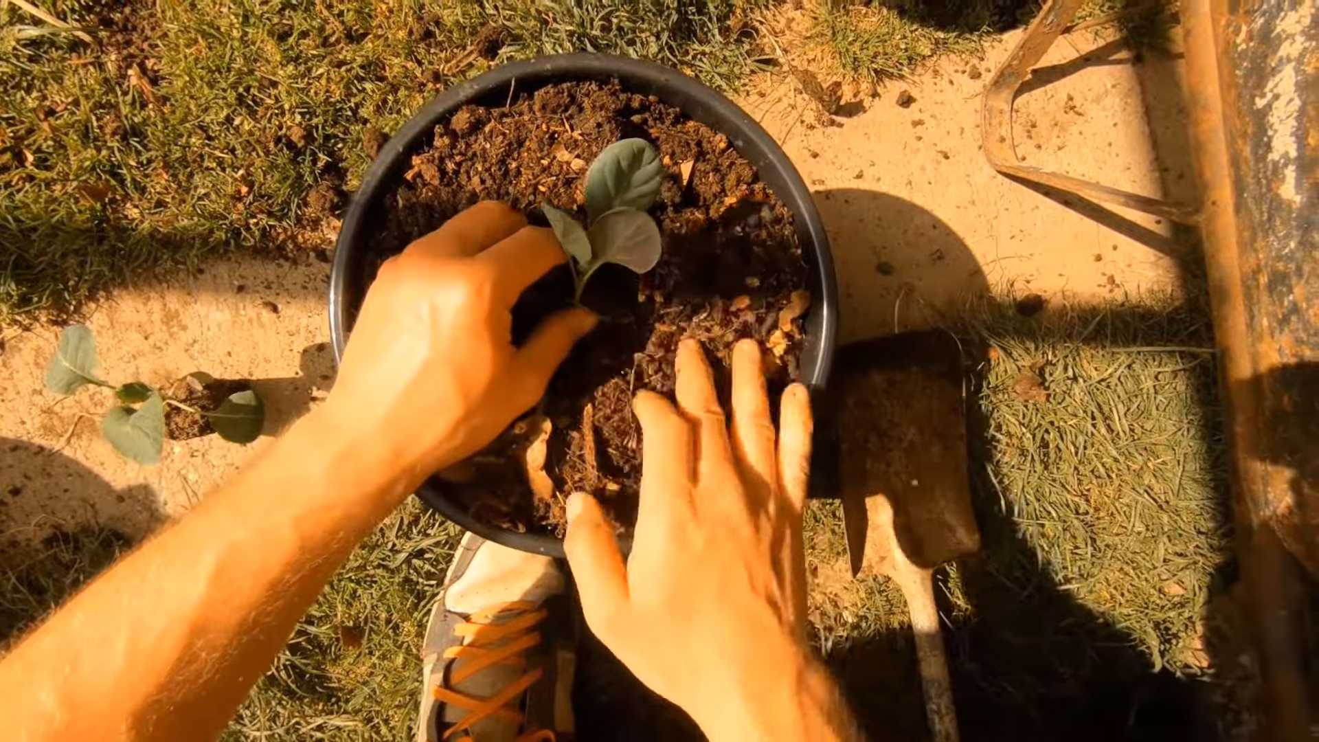 Brussel Sprouts Container Gardening