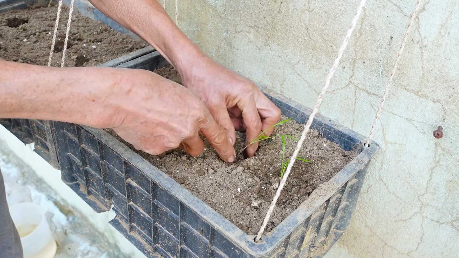 Grow Dill Indoors