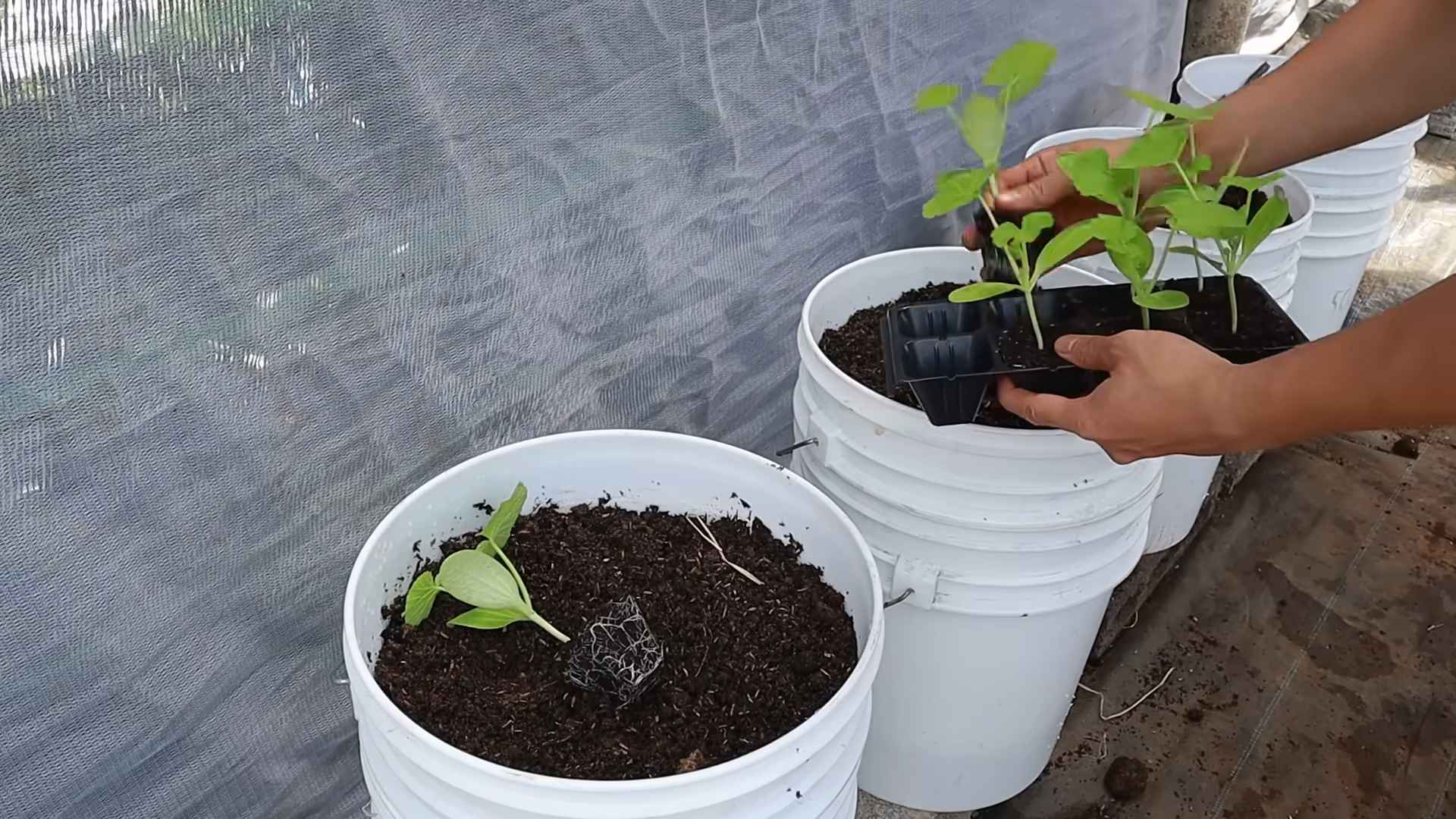 Grow Zucchini Indoors Easily