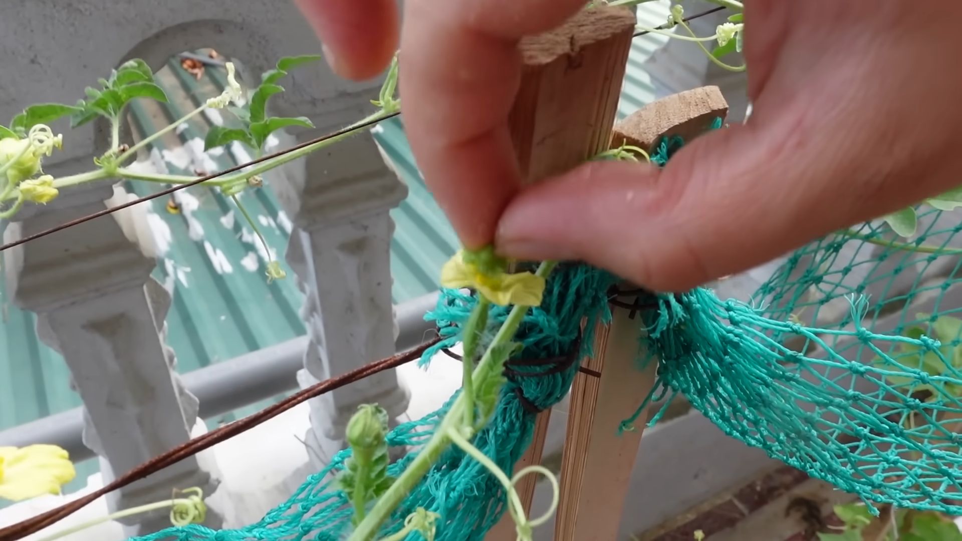 Grow Watermelons at Home