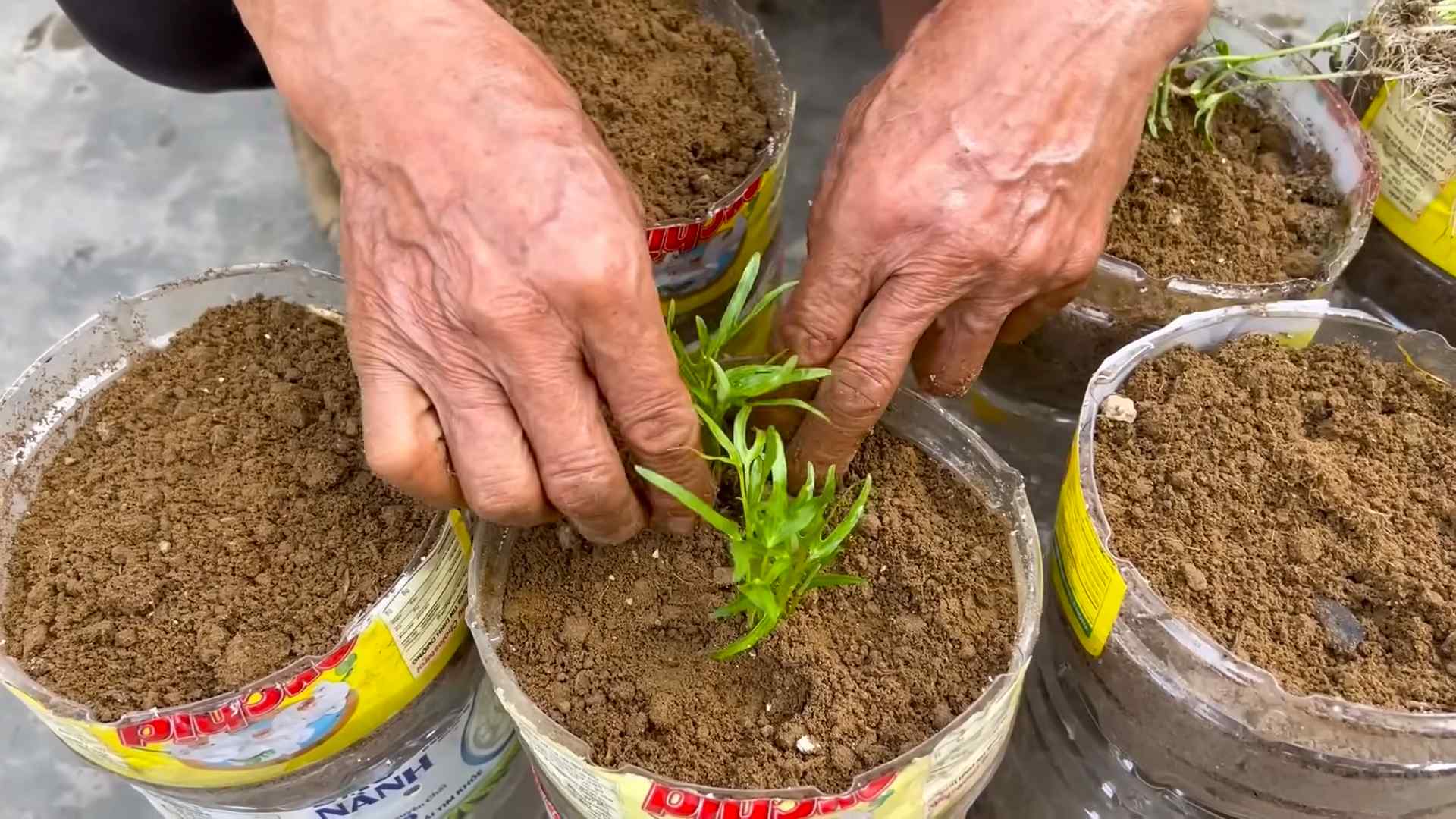 Growing Water Spinach