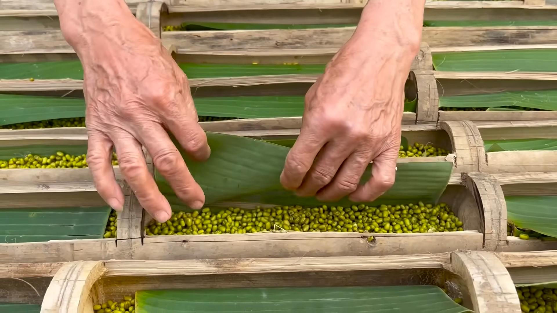 Grow Bean Sprouts Easily