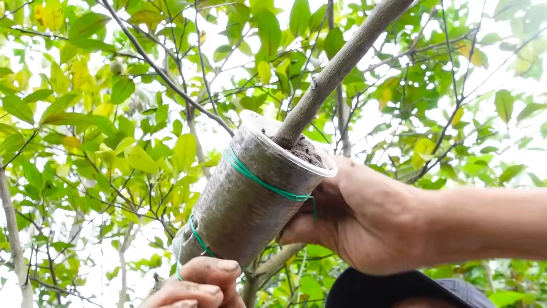 Grow Lemons Year Round