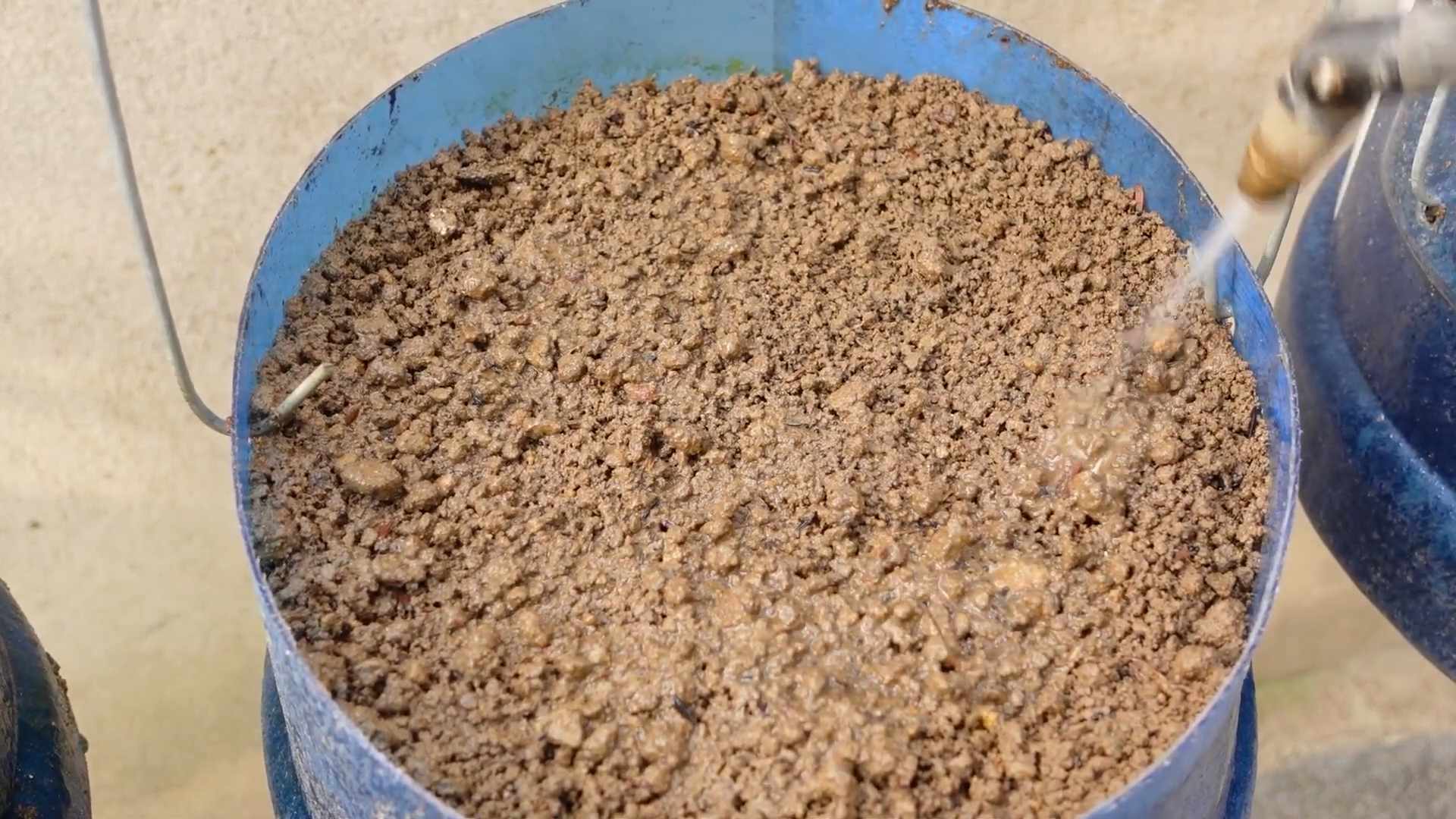 Easy to Grow Home Crops