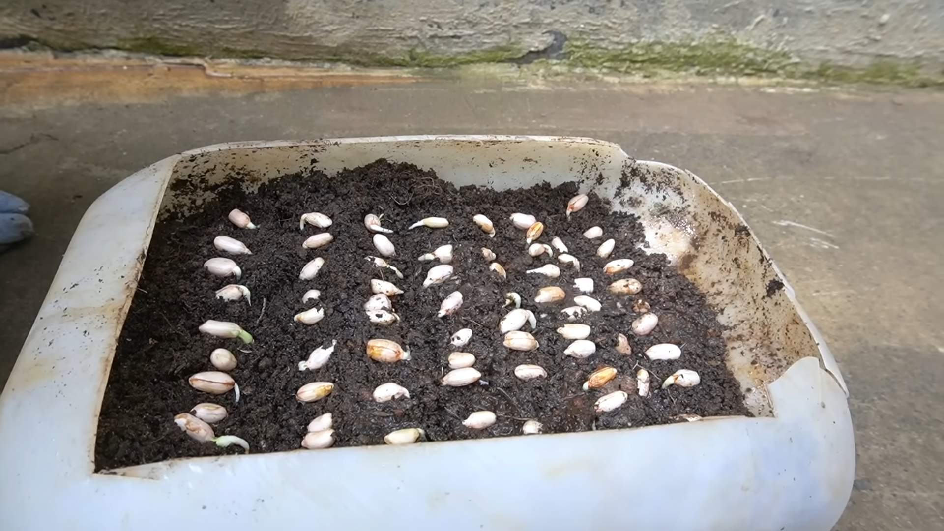 Cantaloupe barrel growing trick
