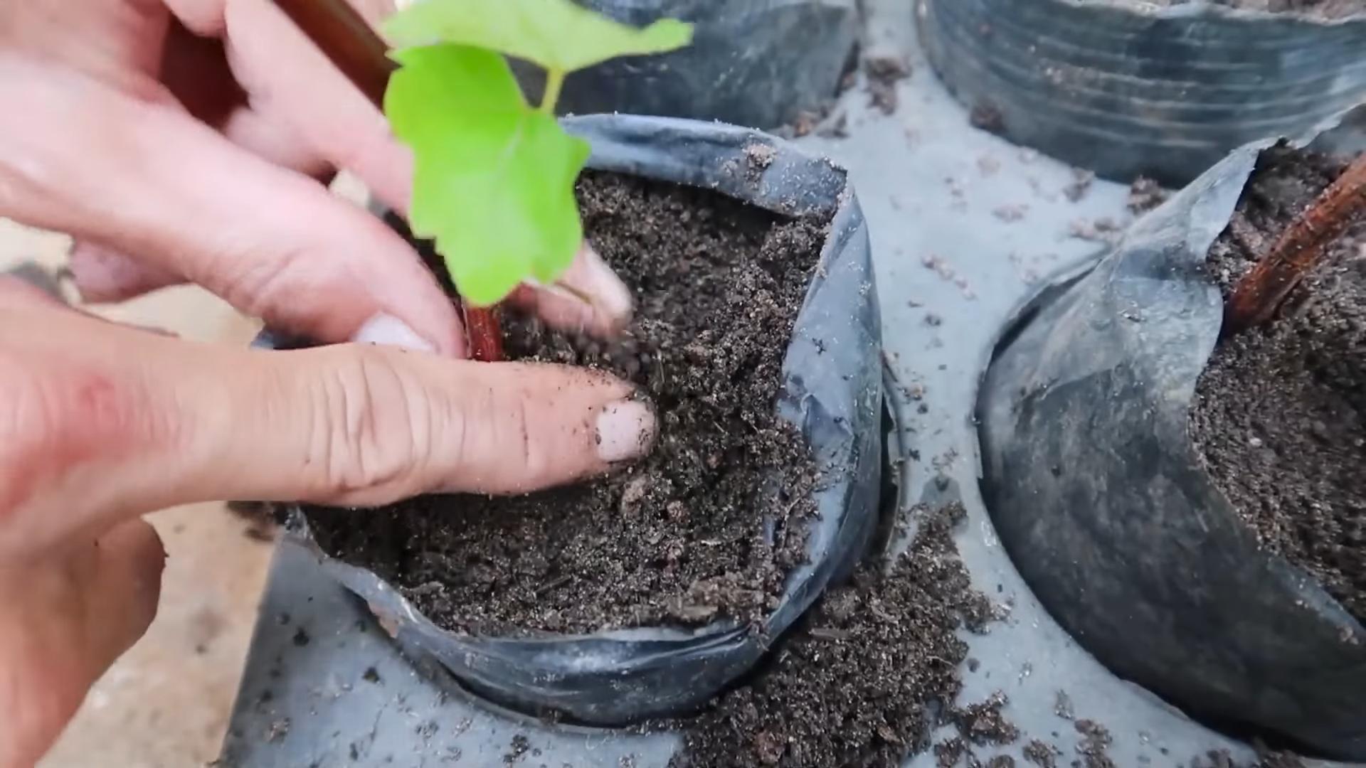 Fast Growing Plants June