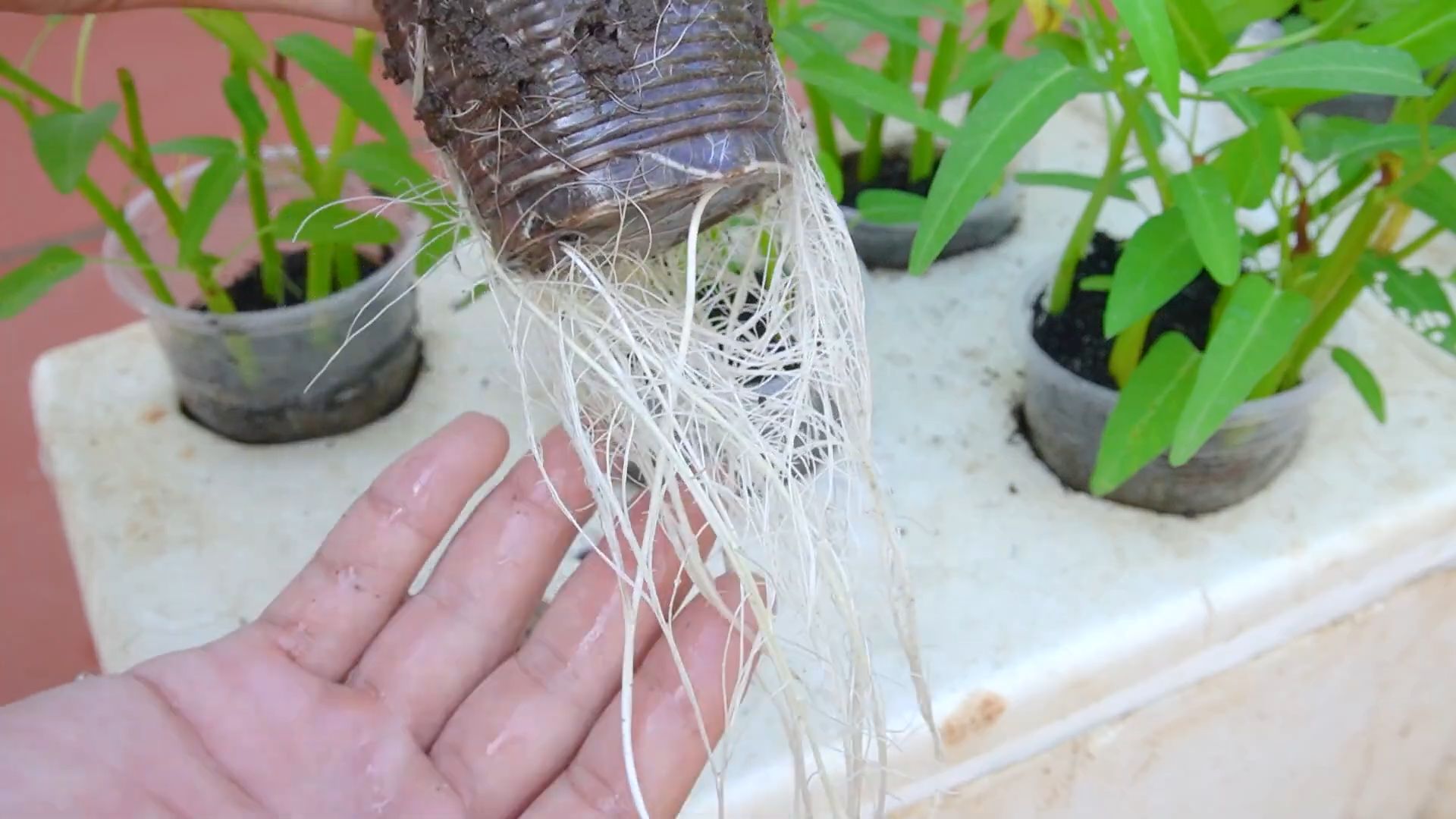 Water Spinach Self Watering DIY