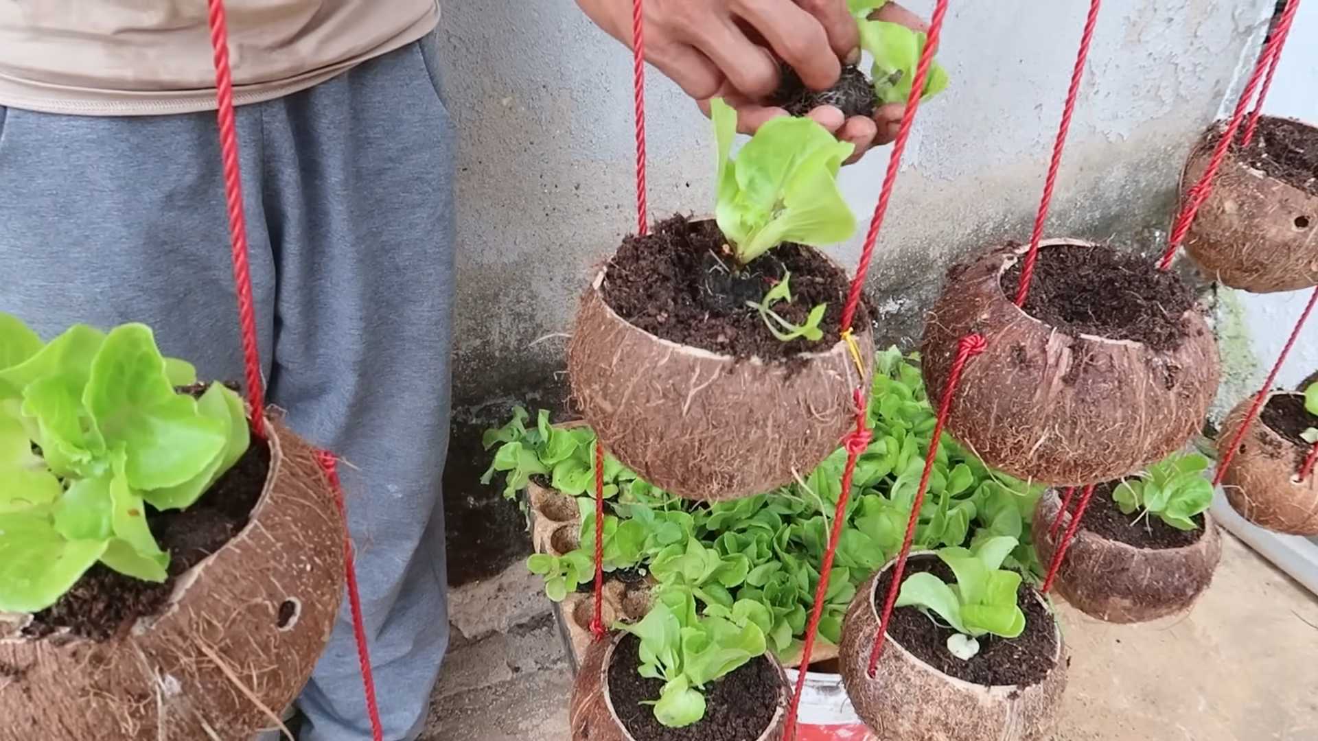 Coconut shell lettuce garden