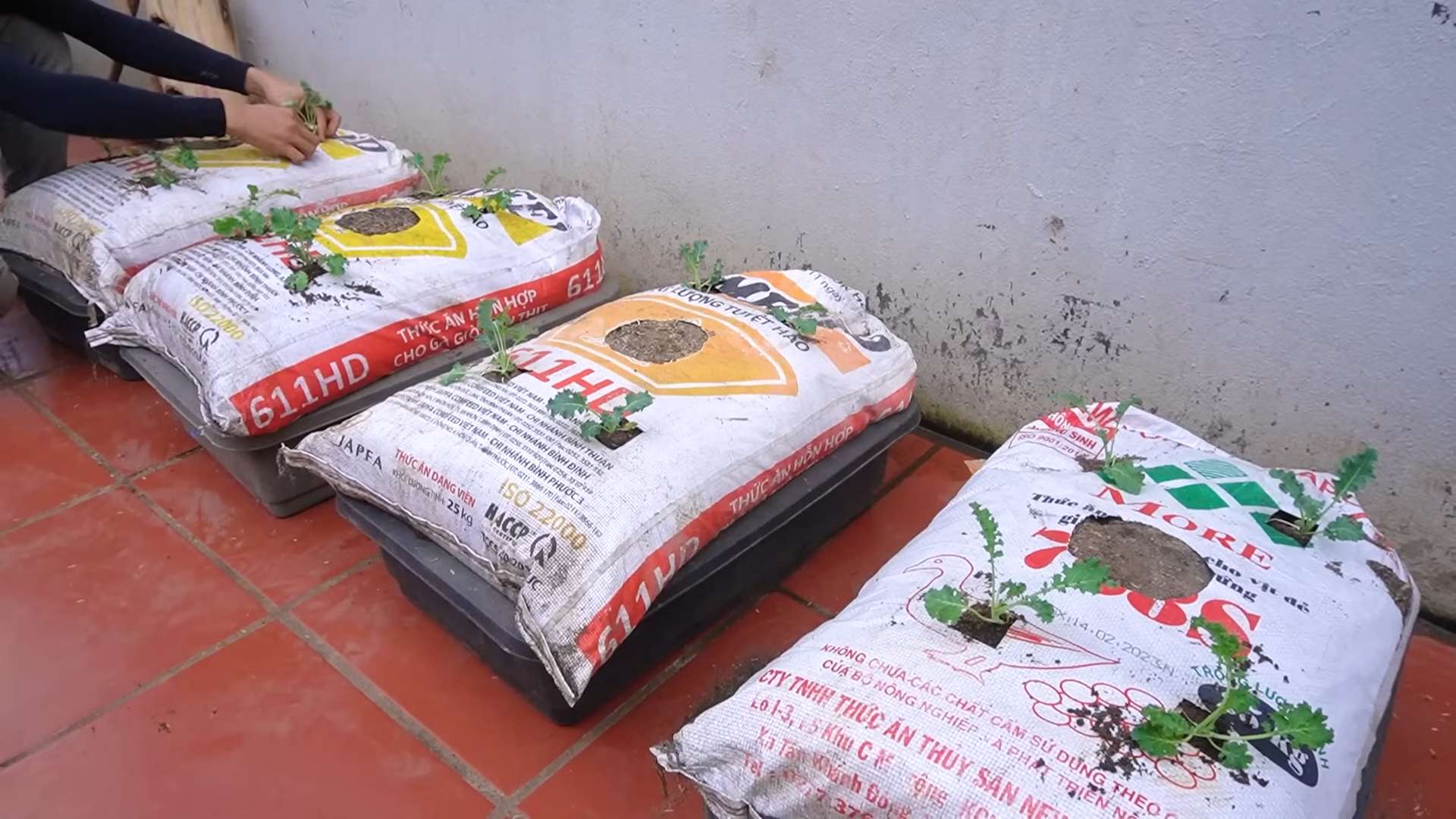 Kale Growing Beginners