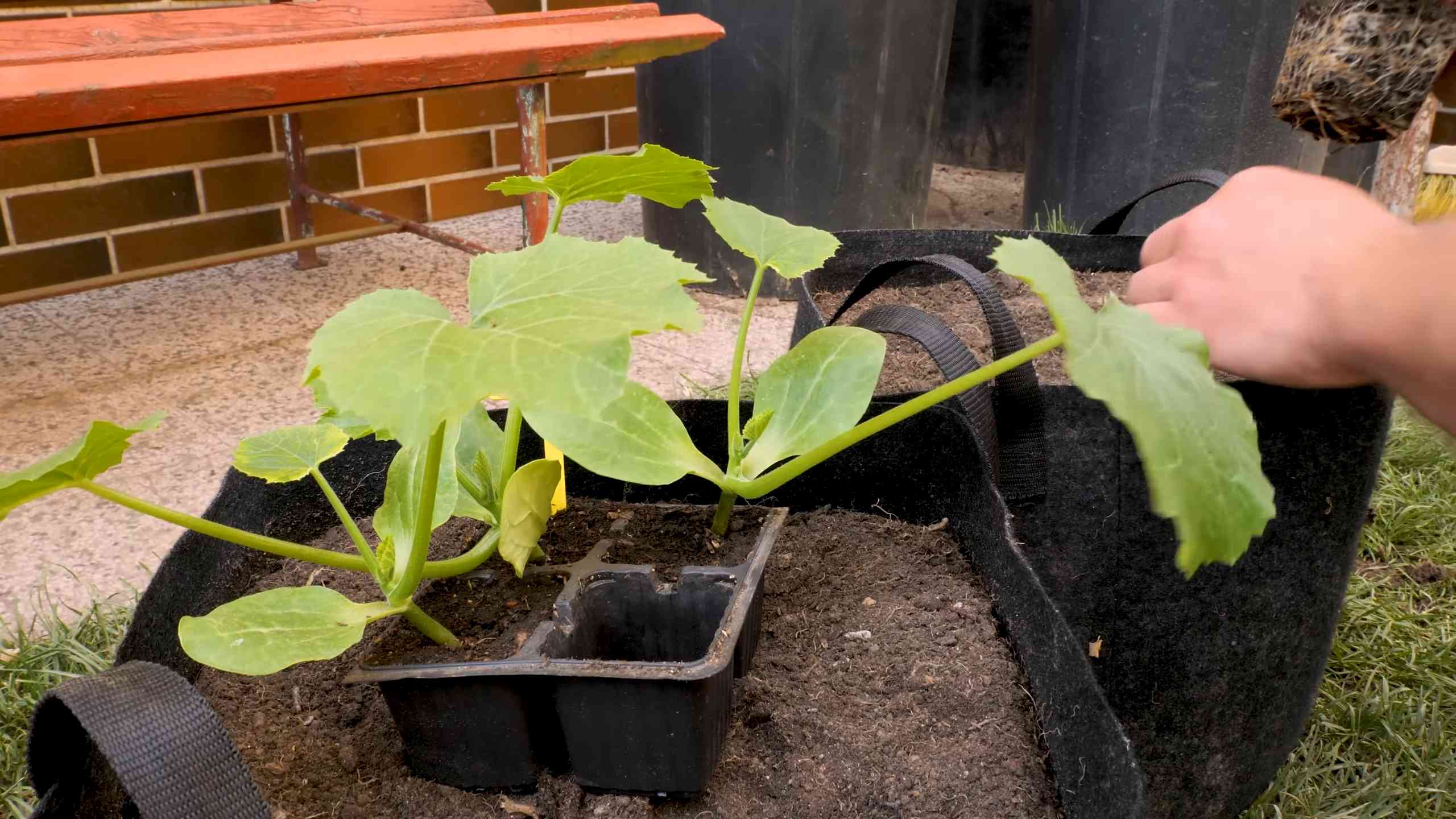 Sunflower Container Gardening