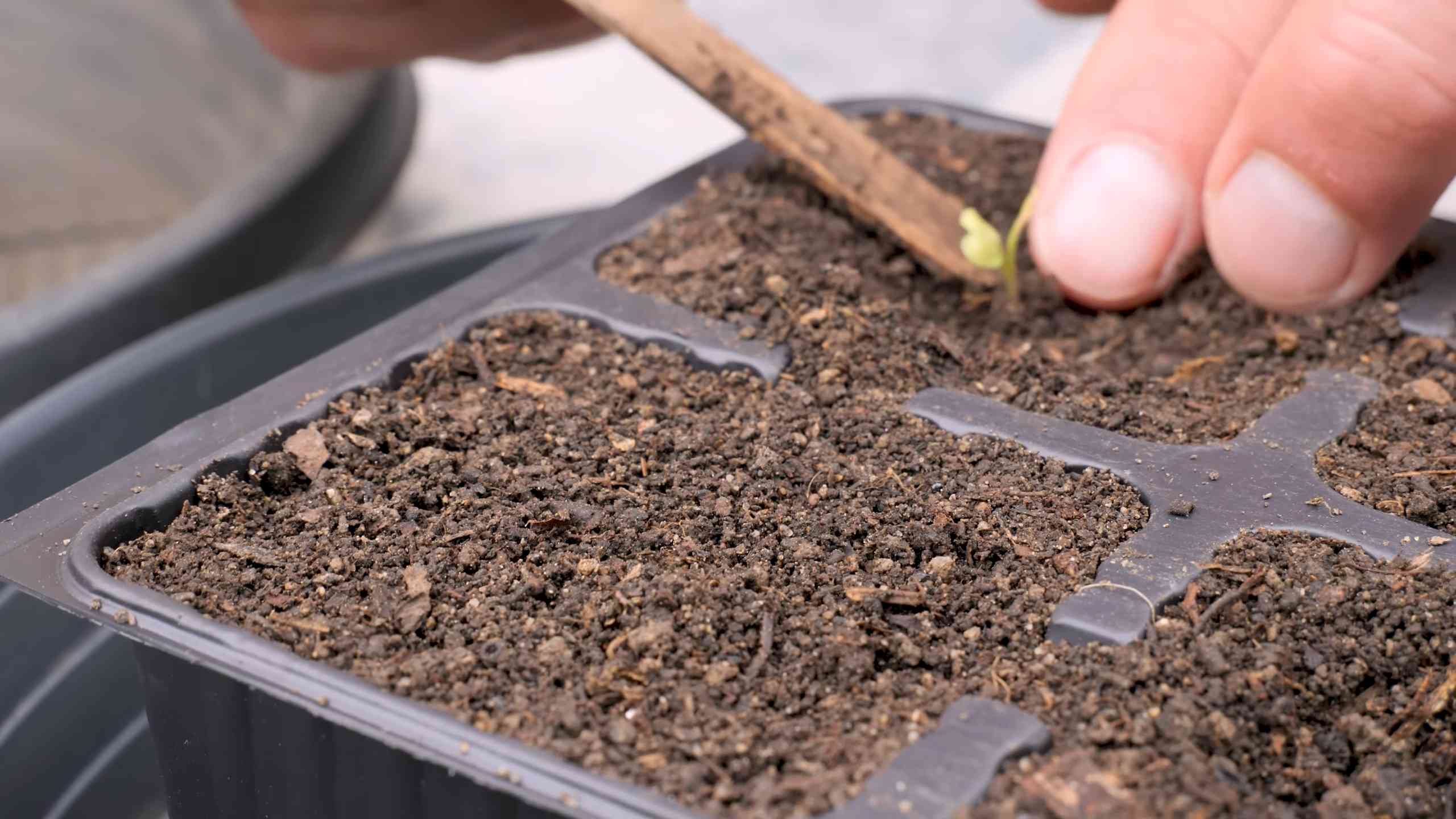 Growing Romanesco Cauliflower