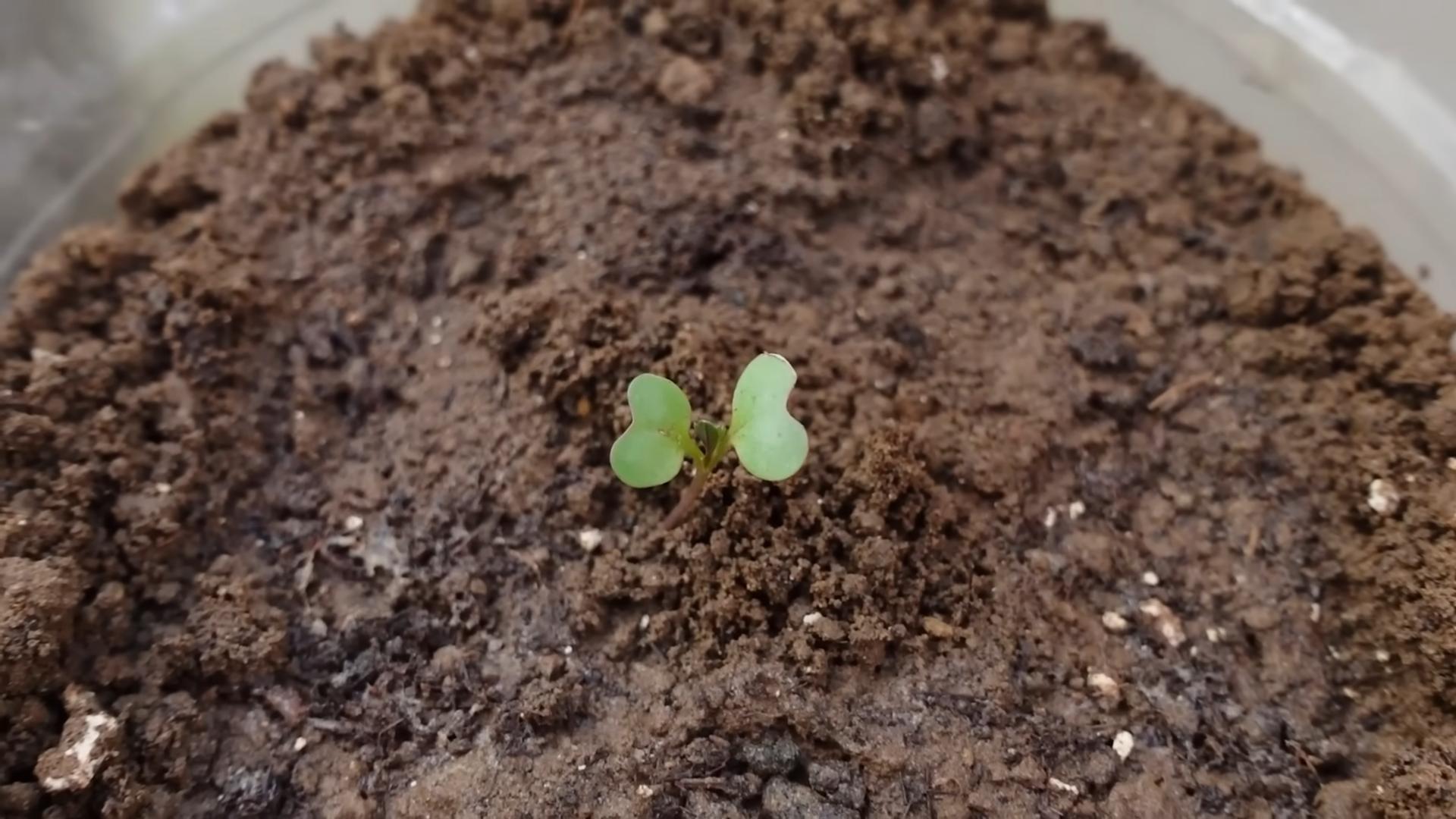 Bottle Gardening Cabbage