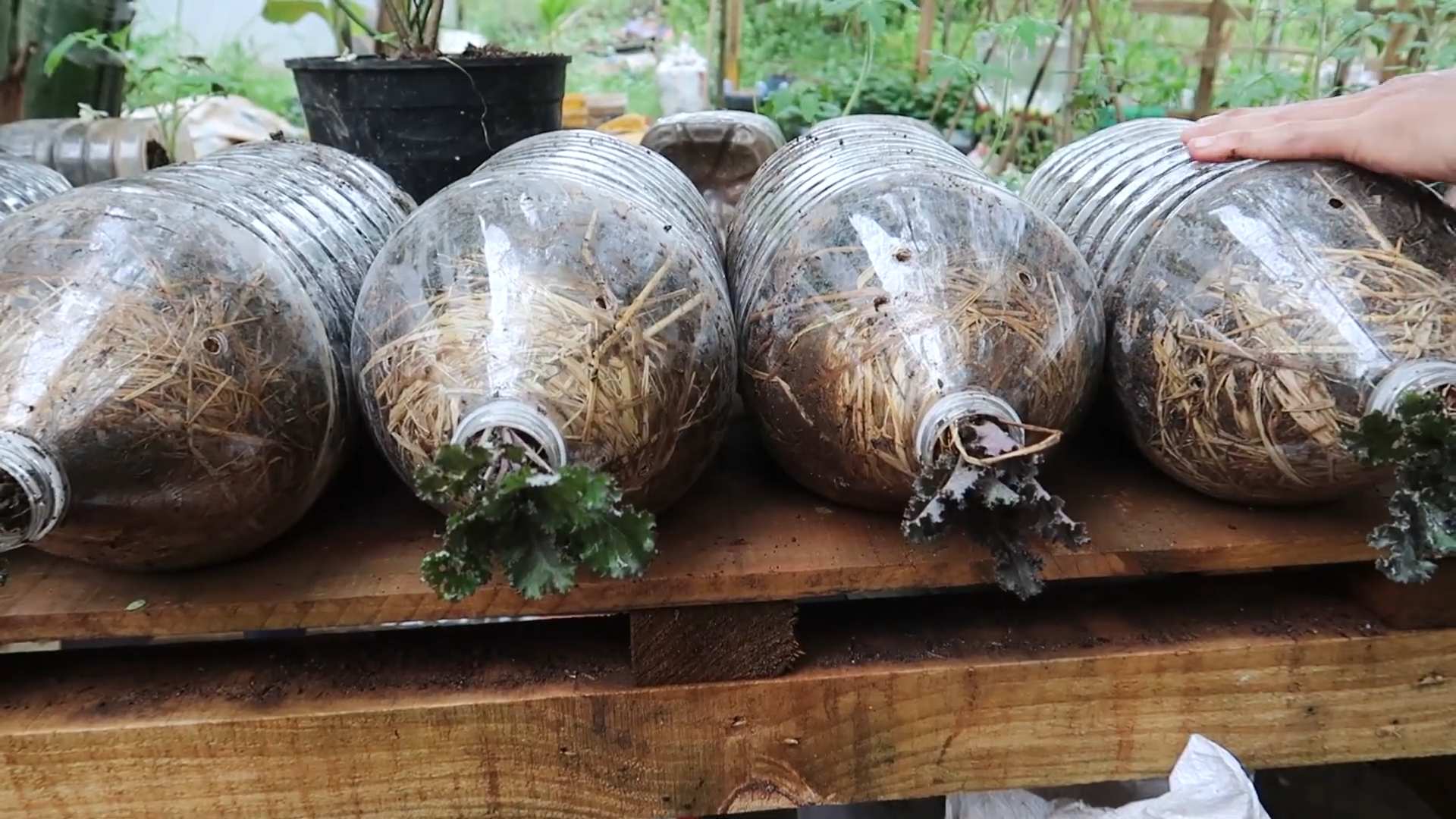 Waterless Vegetable Gardening