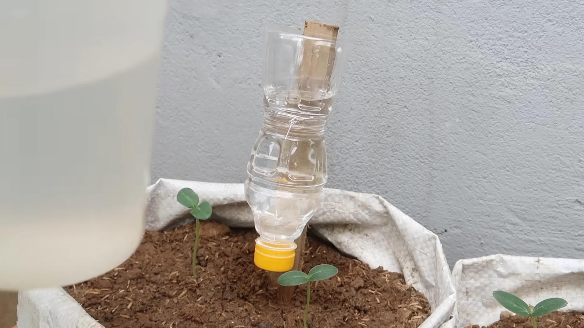 Lazy cucumber gardening