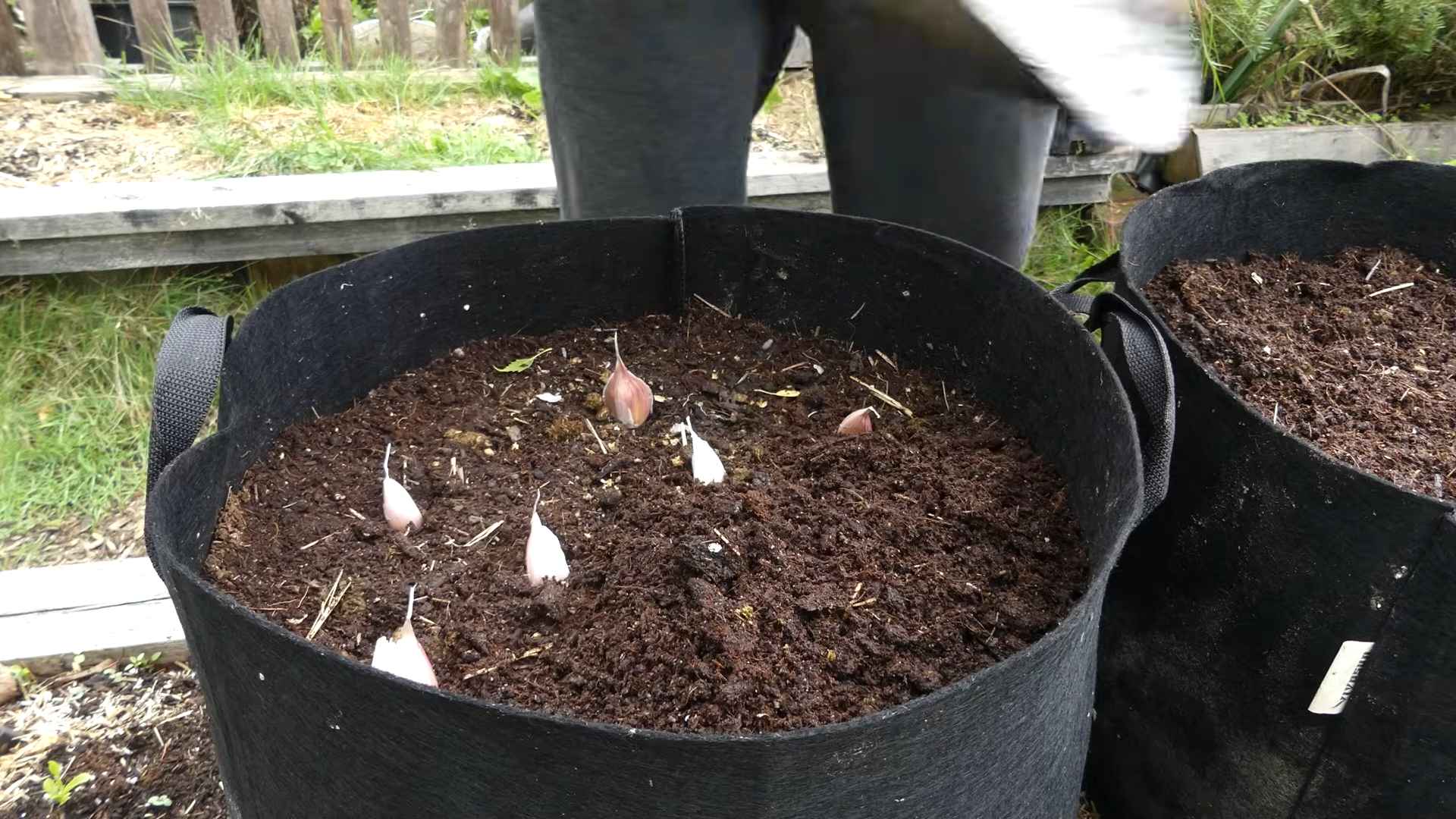 Grow Garlic Indoors Clove Method