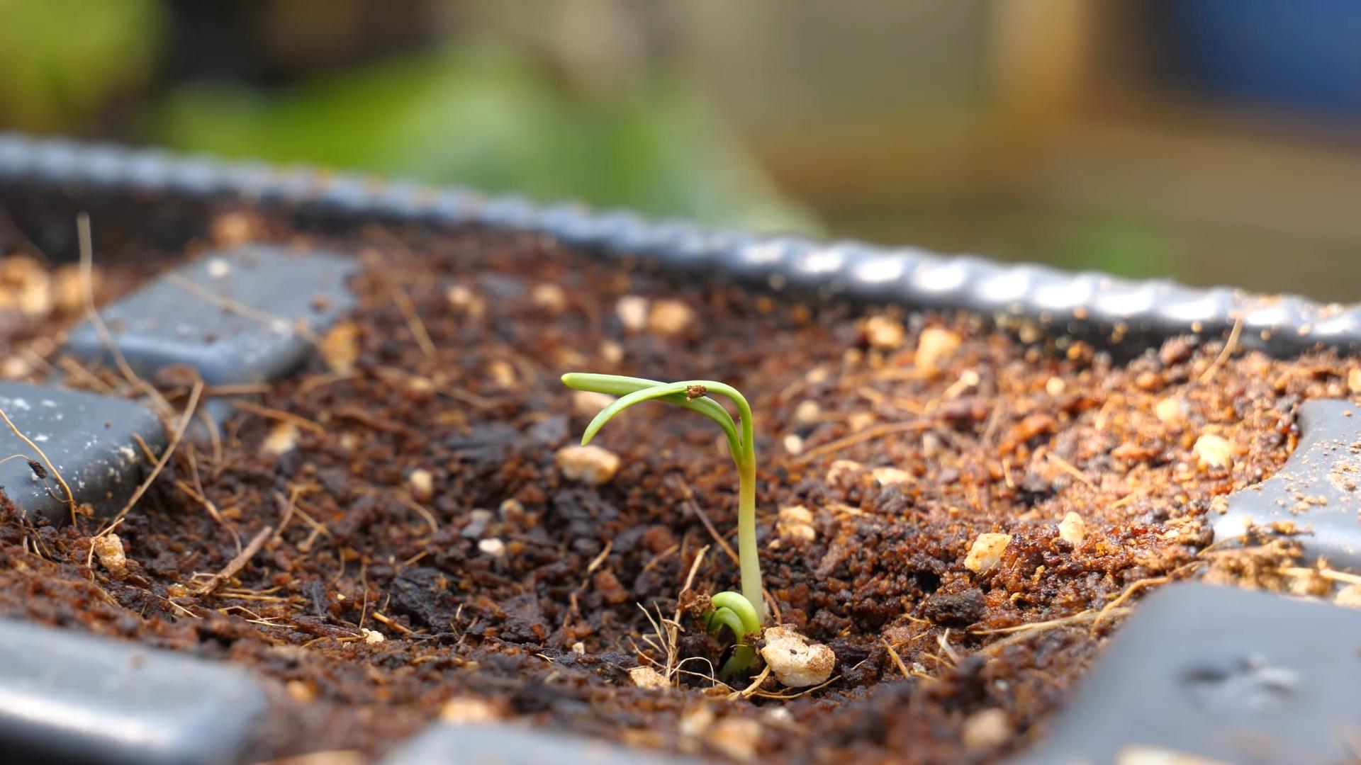 Spinach Pot DIY