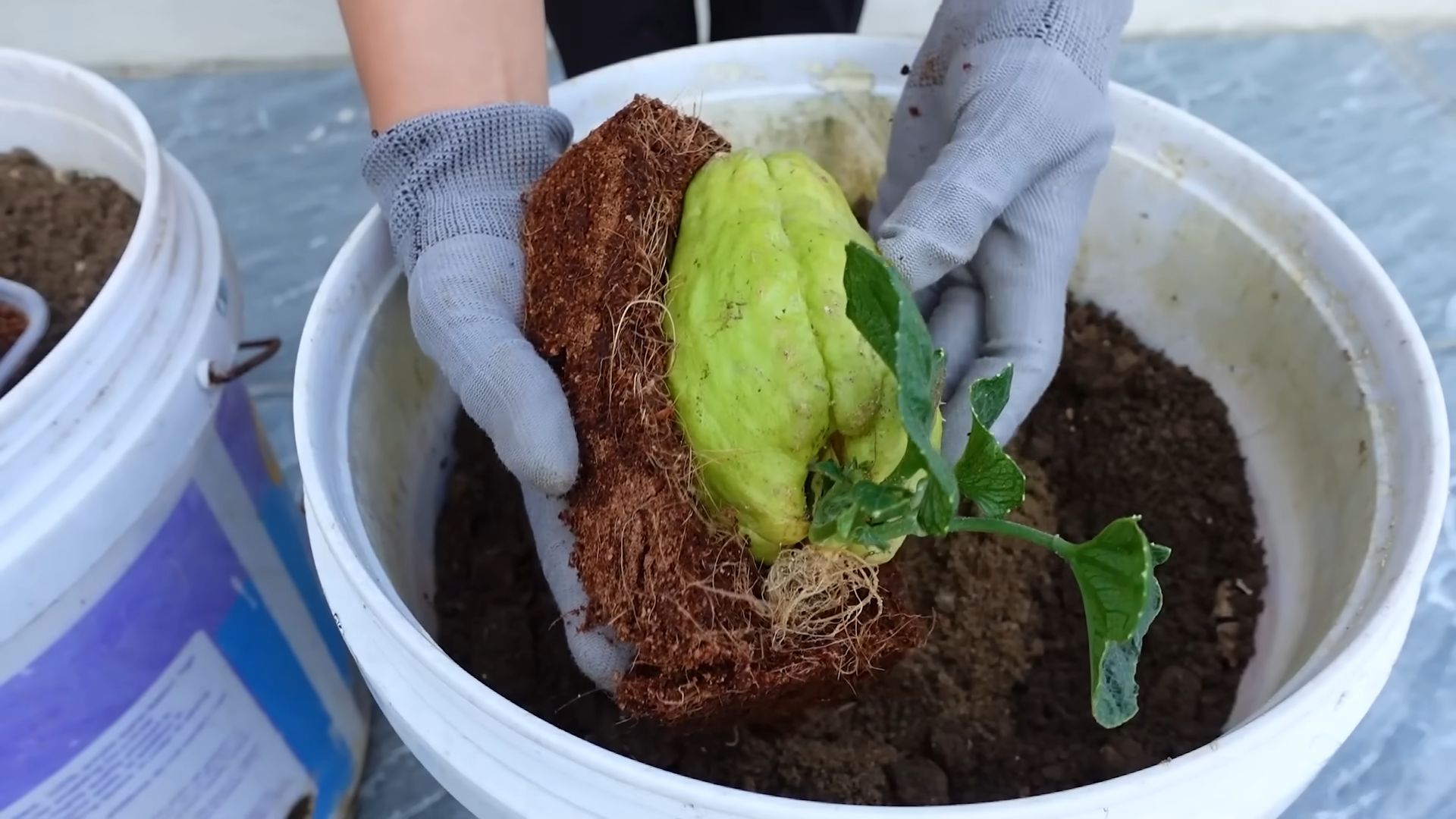 Growing Chayote Grandma's Secret