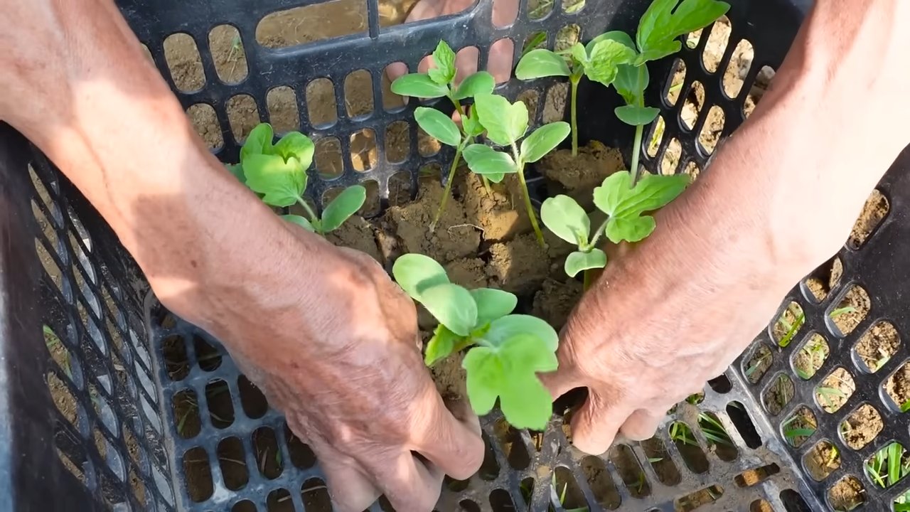 Harvesting Watermelons at Home