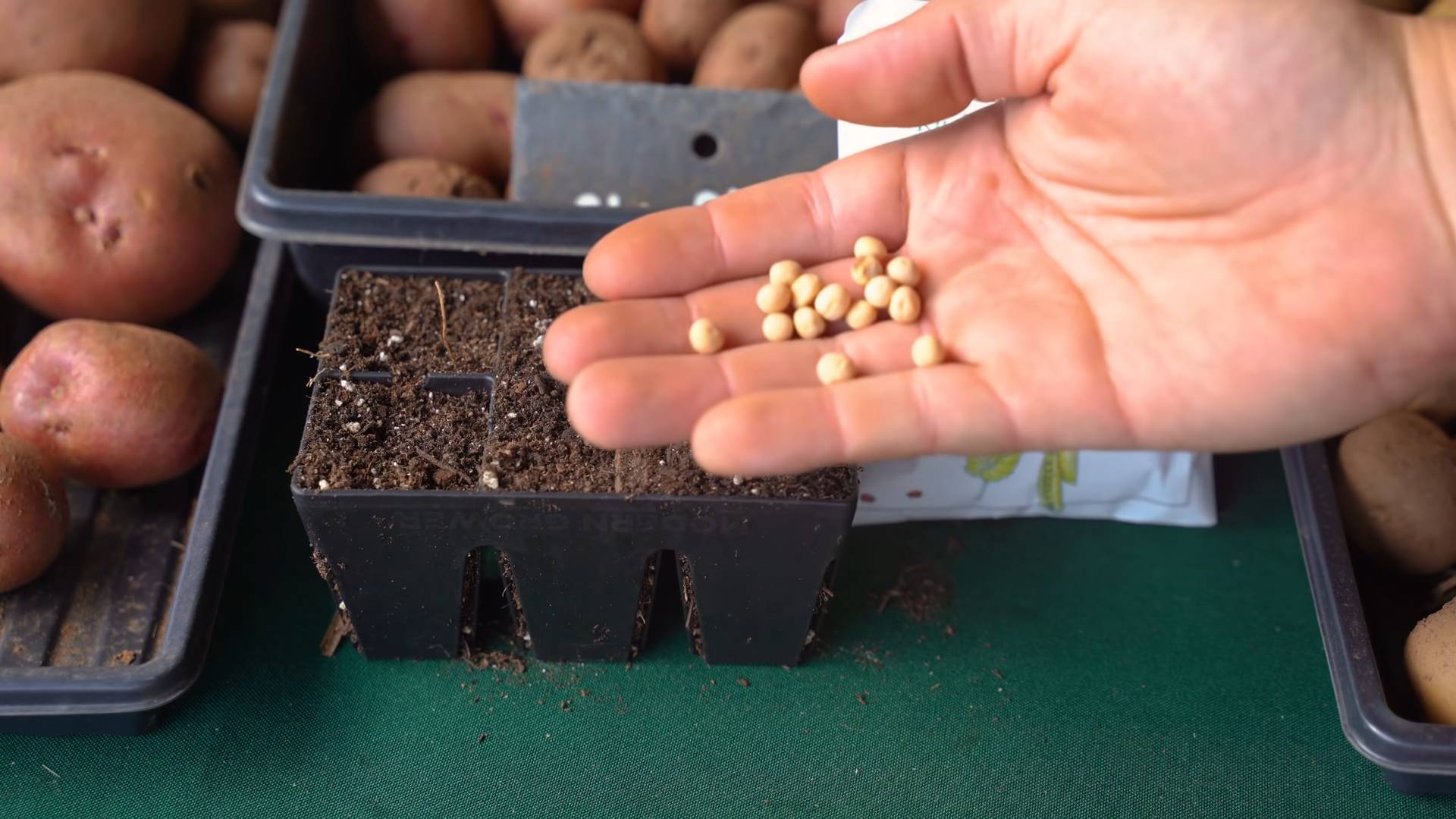 Grow Peas Indoors