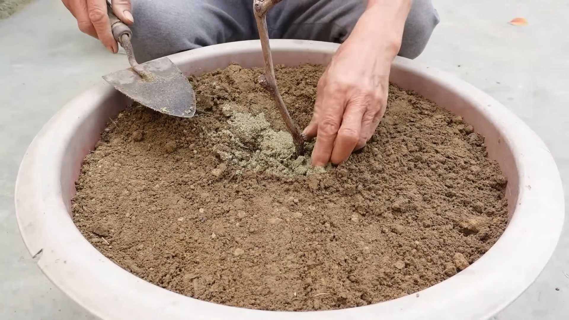 Grow Grapes at Home