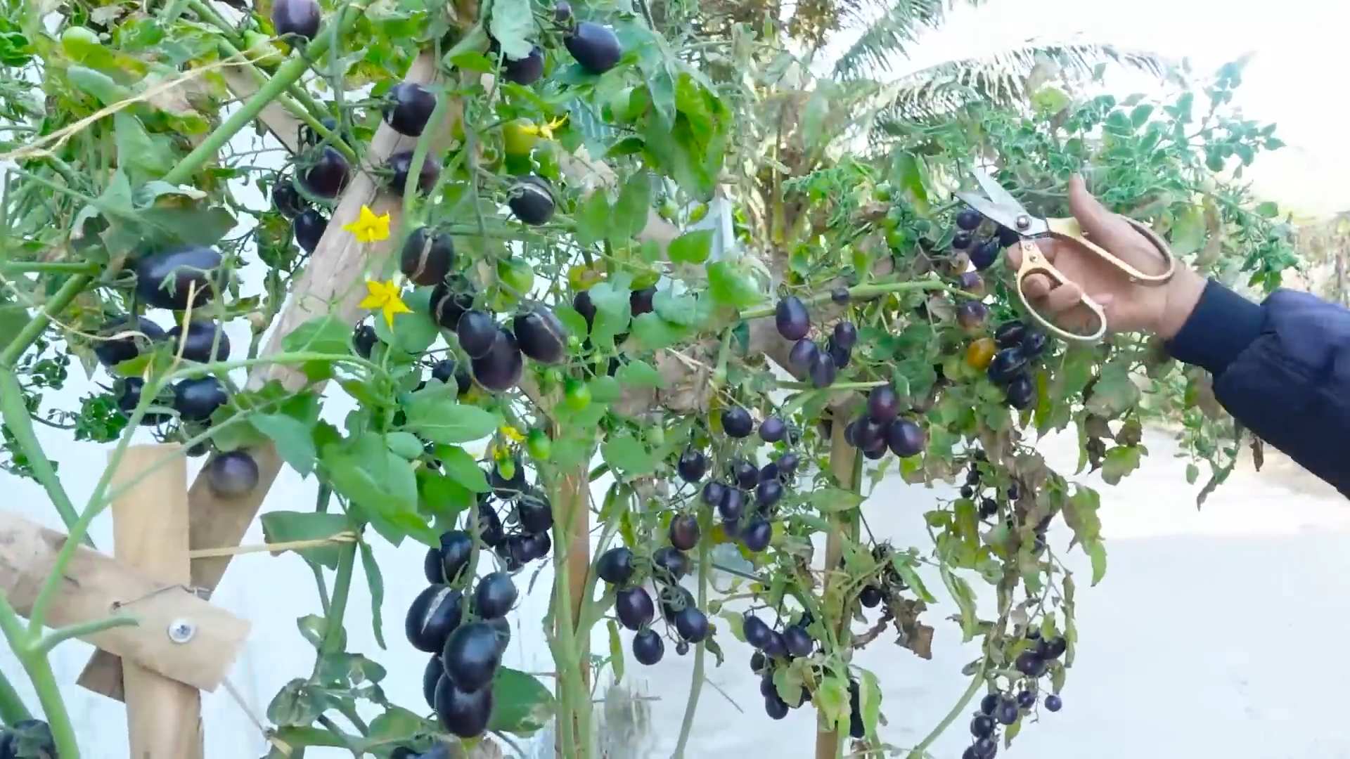 Container Tomato Growing