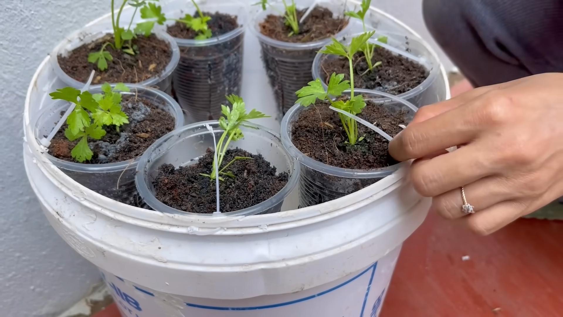 Water Saving Celery Growing