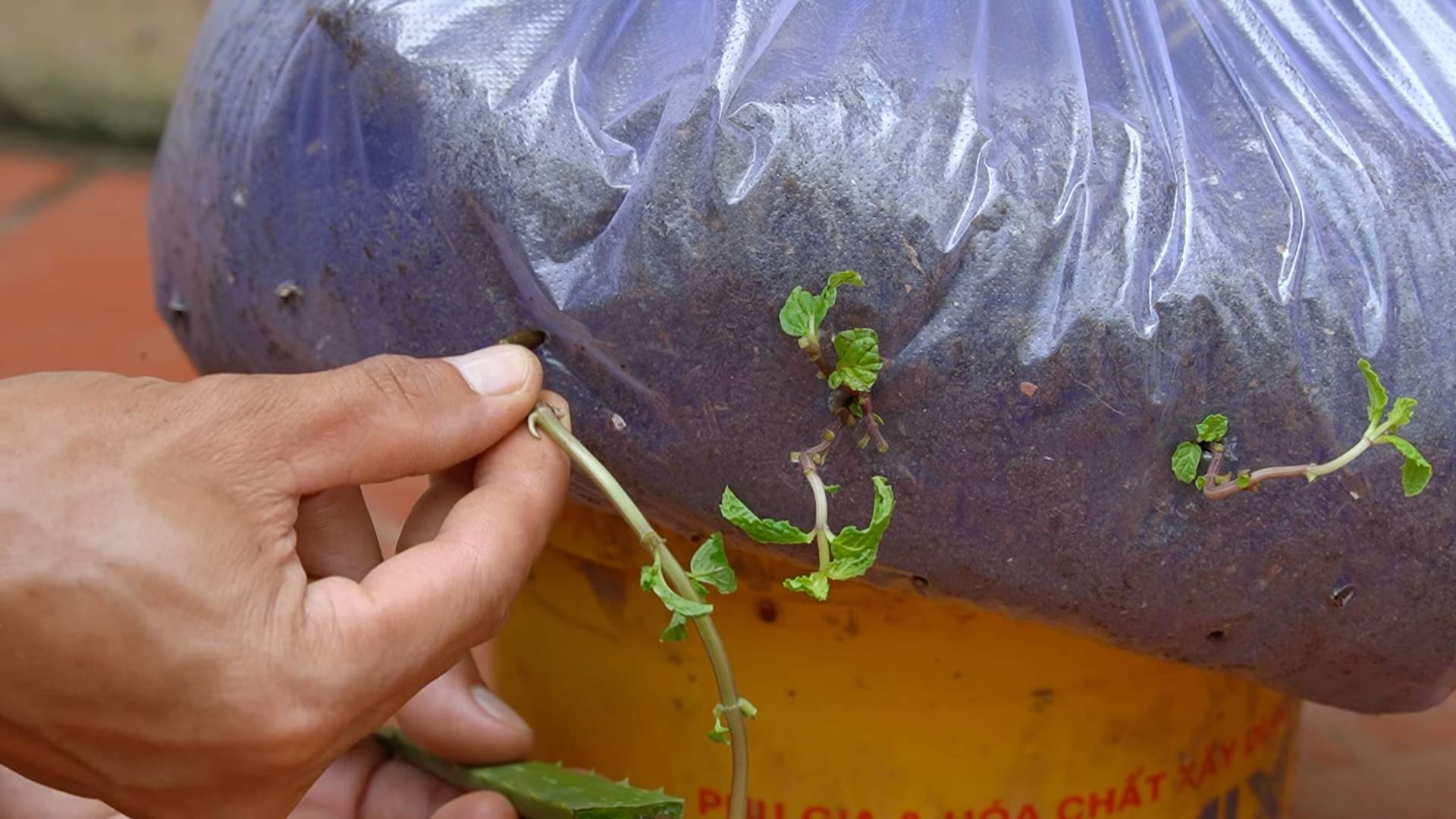 Easy to Grow Cooking Vegetables