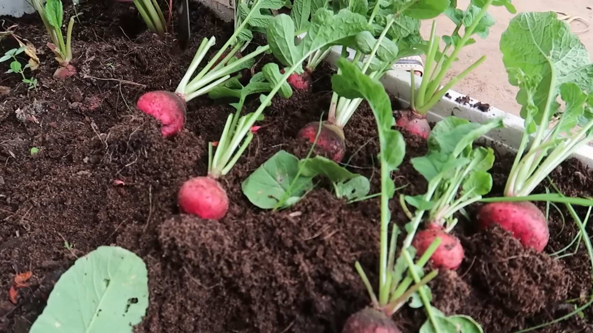 Grow Winter Red Radish