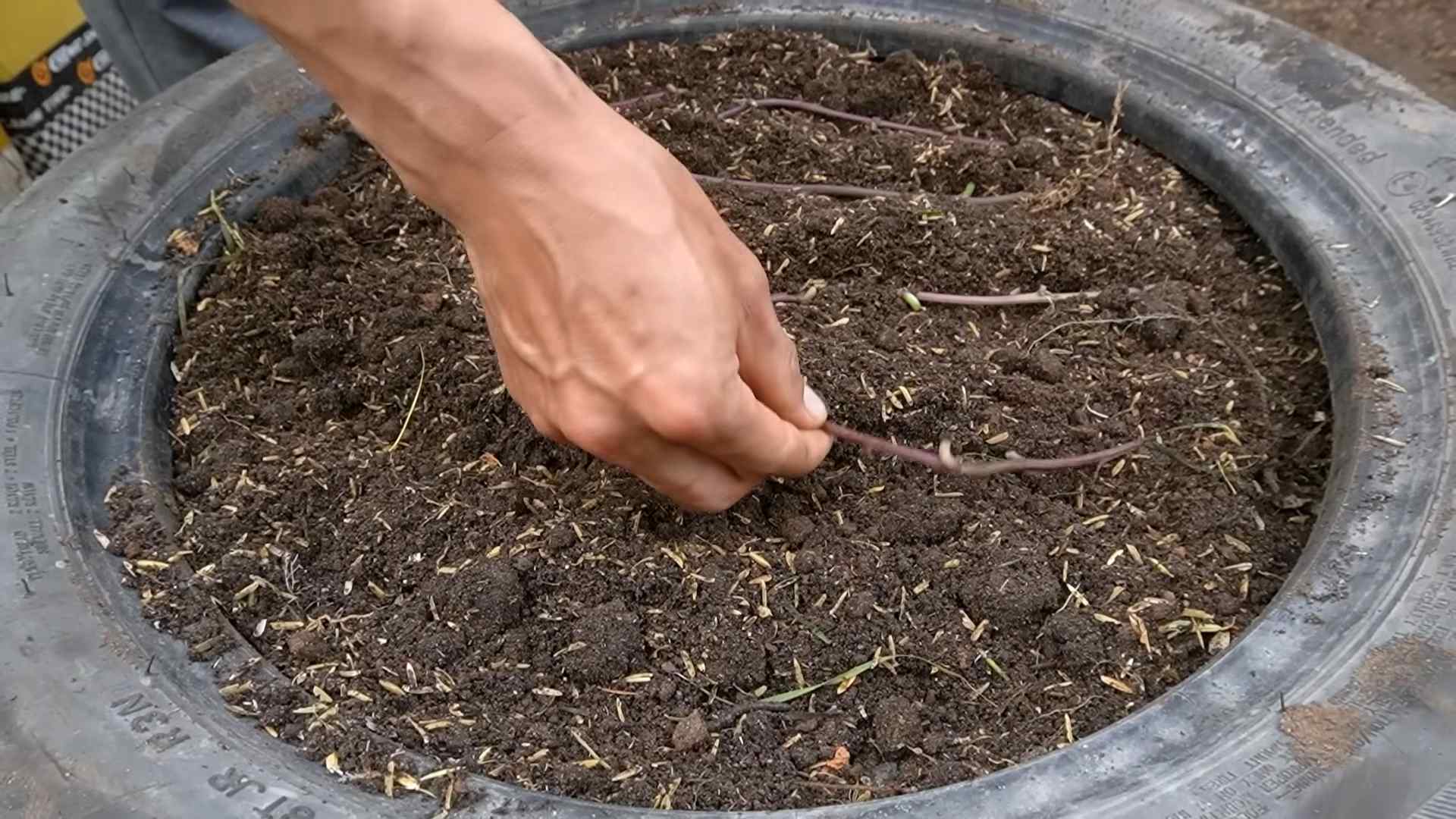 Sweet Potato Home Harvest