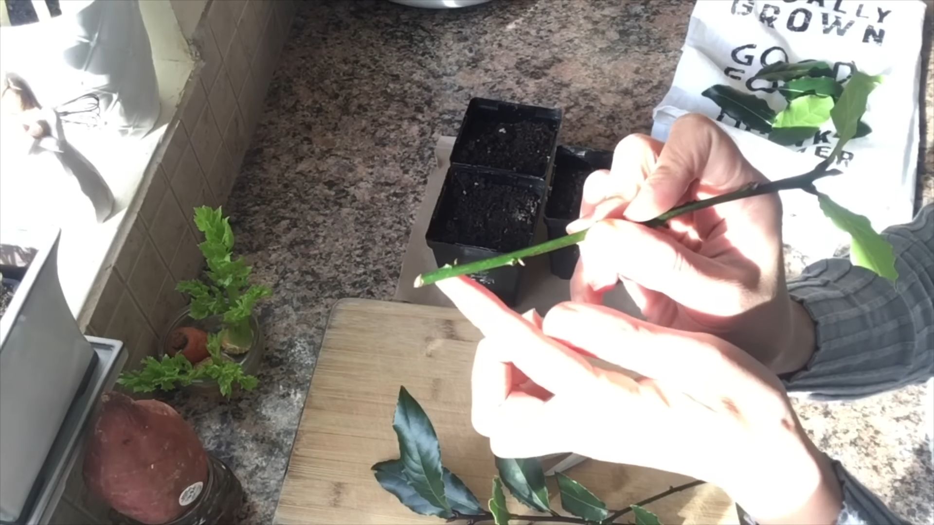 Bay Leaf Propagation