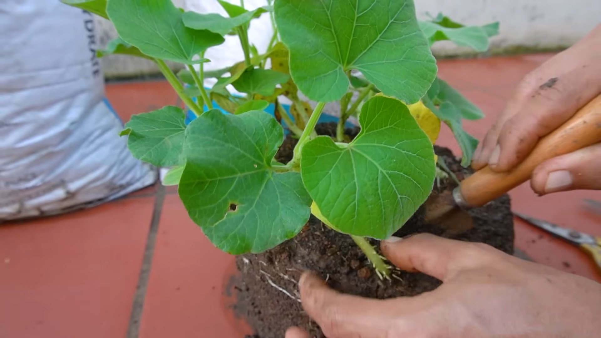 Gourd Bag Growing Beginners