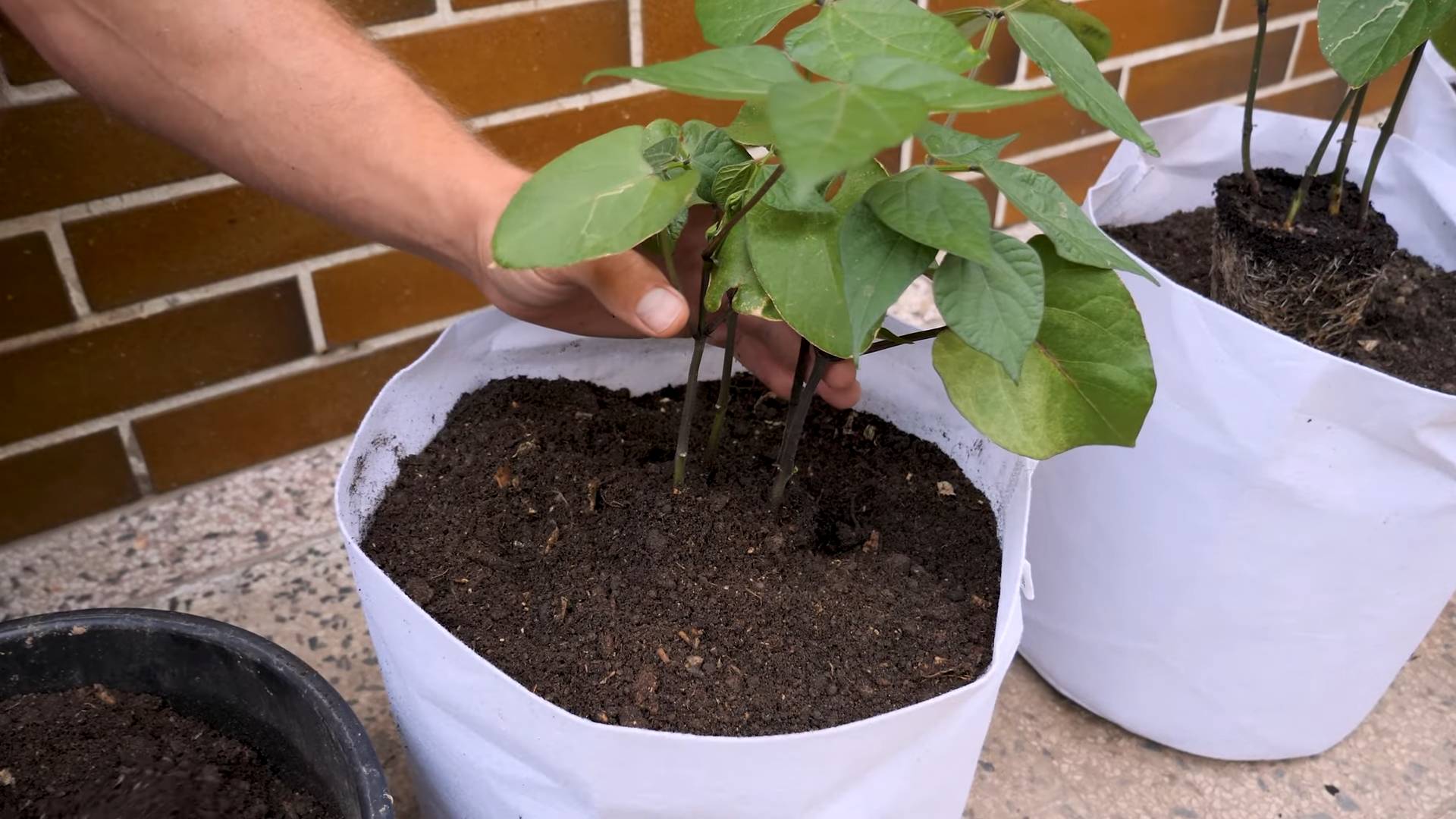 Purple Sweet Peppers Container Growing