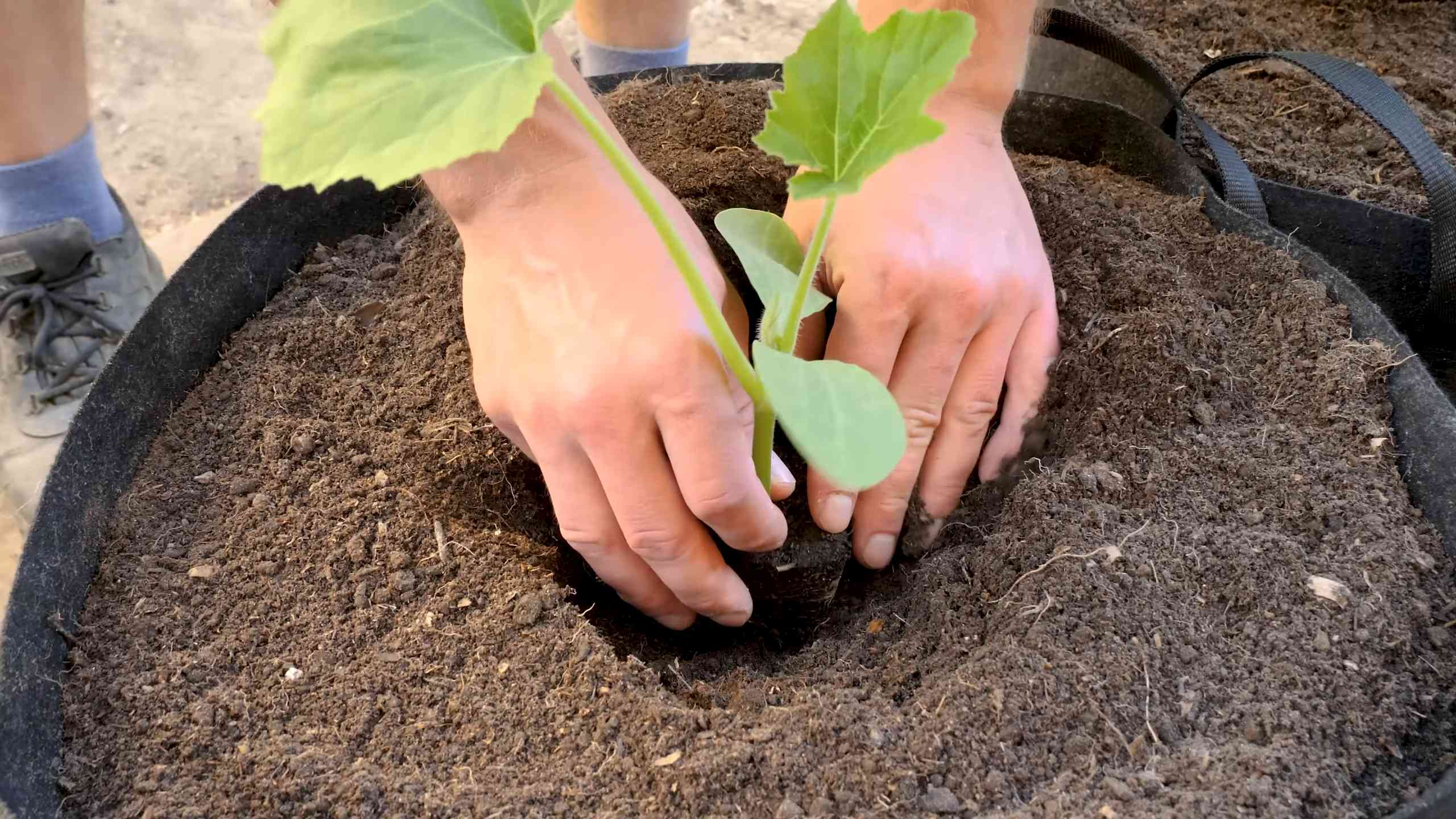 Growing Summer Squash in Containers