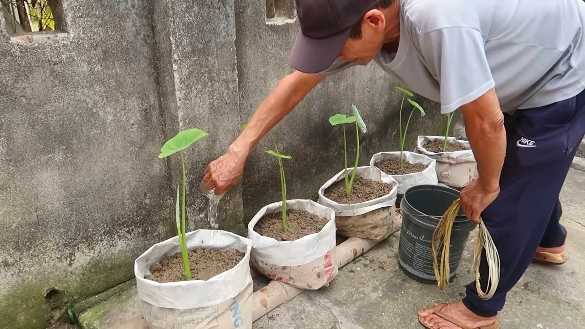 Grow Taro in Containers
