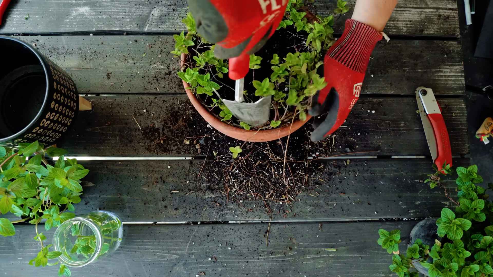 Indoor Mint Growing