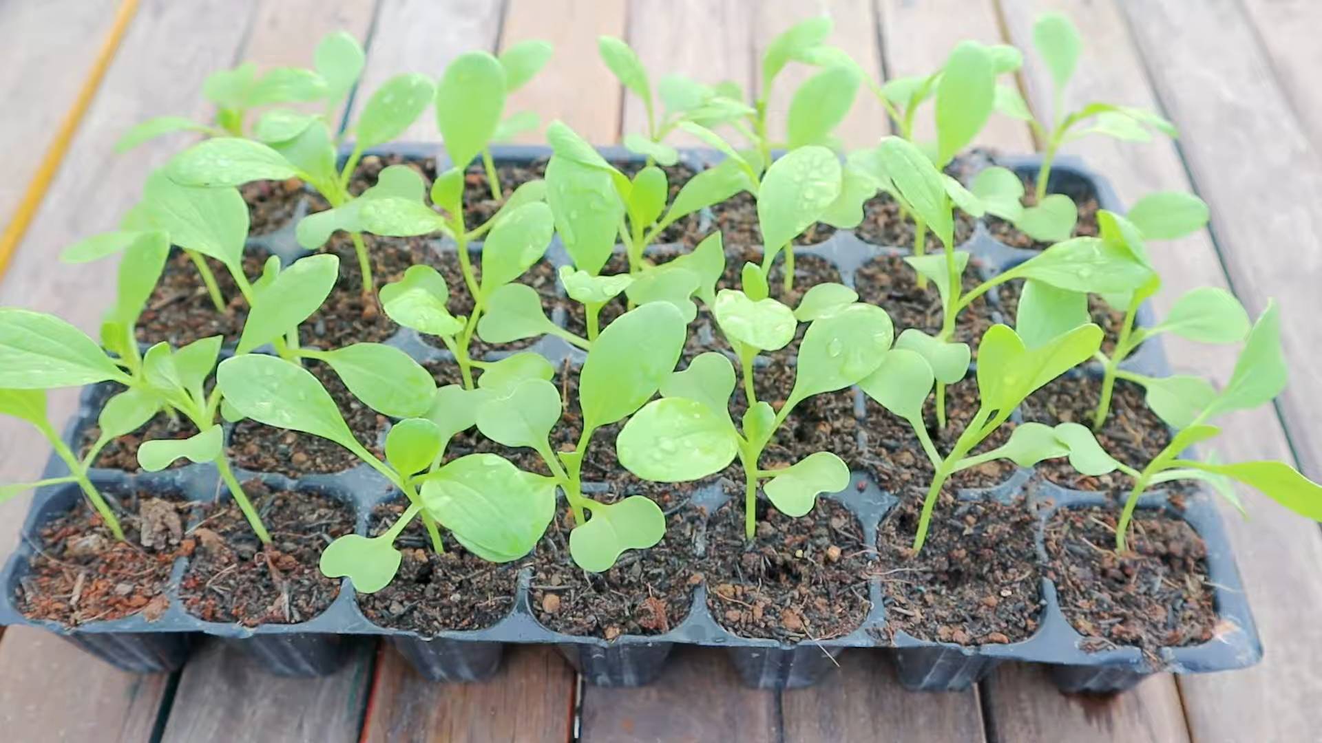 Growing Bok Choy Indoors