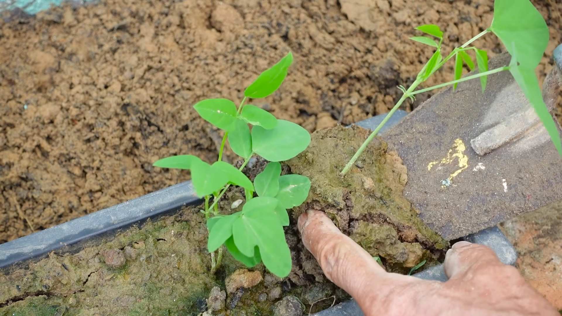 Grow Dragon Beans