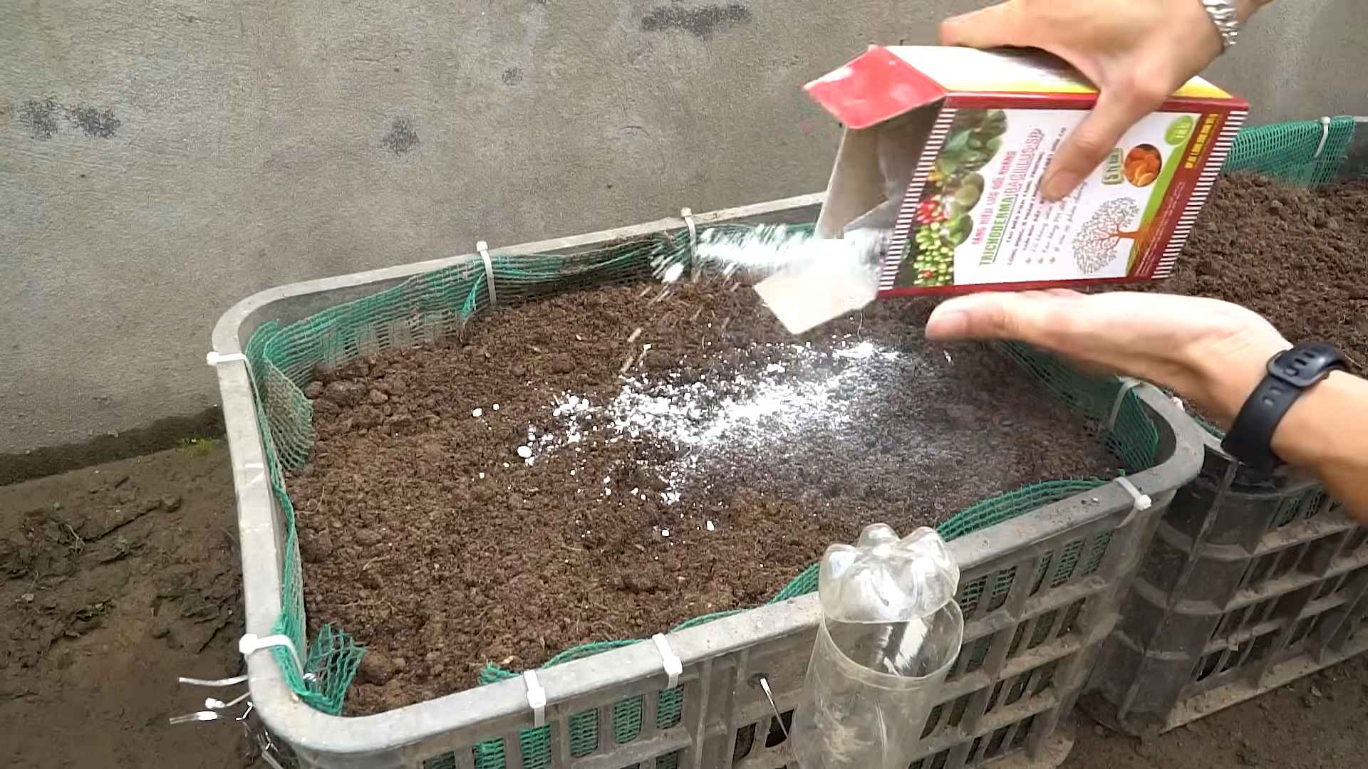 Easy Eggplant Planting