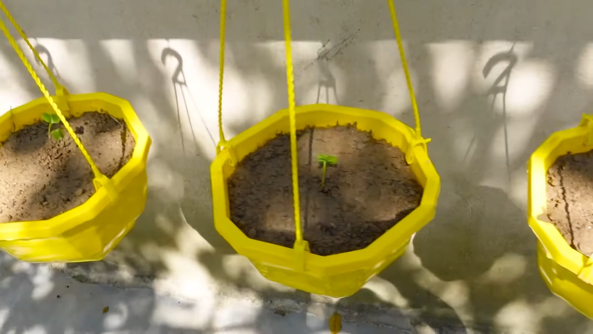 Grow Radishes in Containers