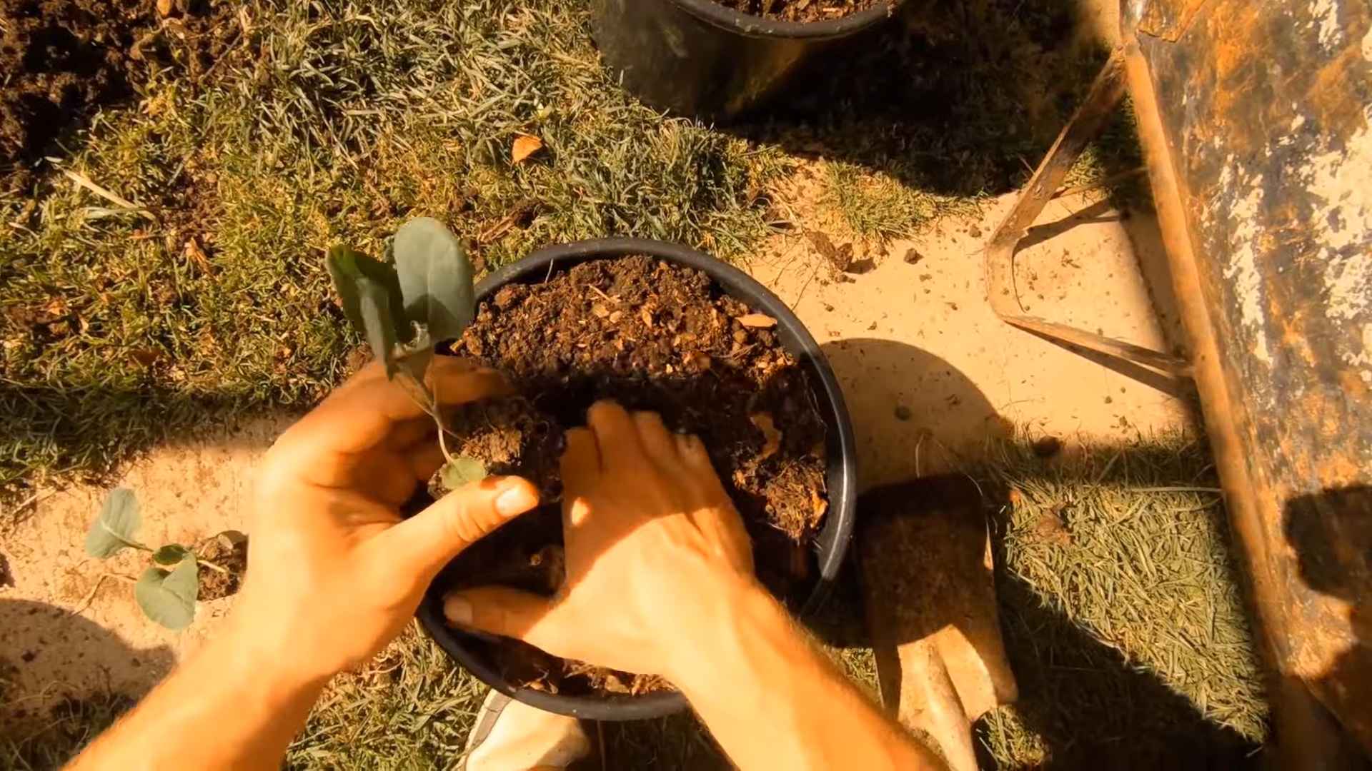 Growing Brussel Sprouts in Pots
