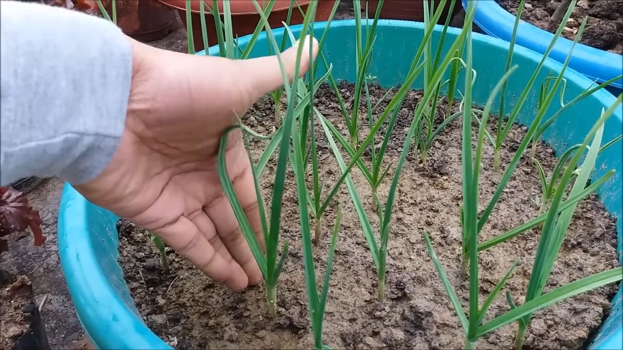 Easy Garlic Growing Guide