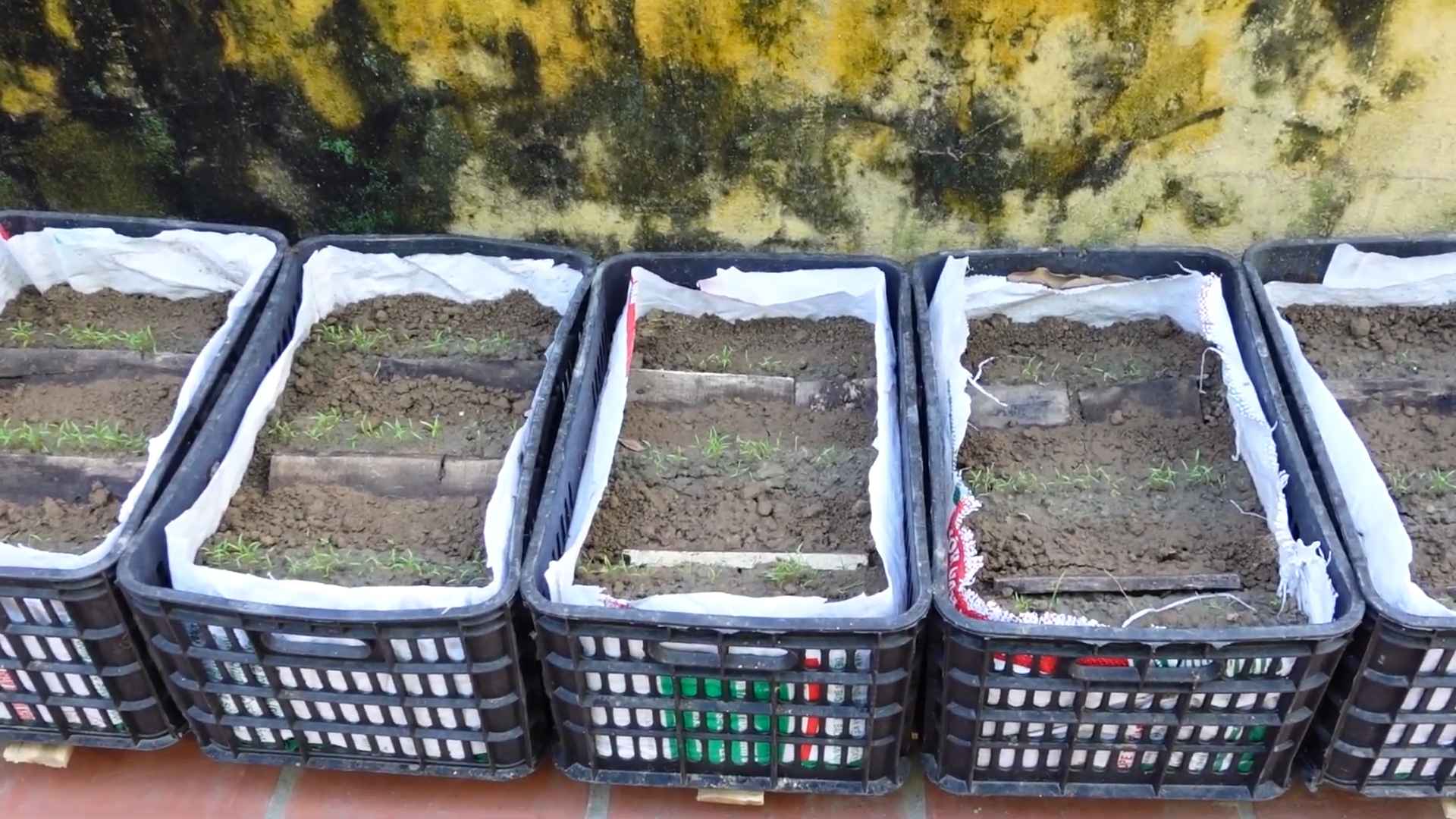 Growing Carrots from Seed