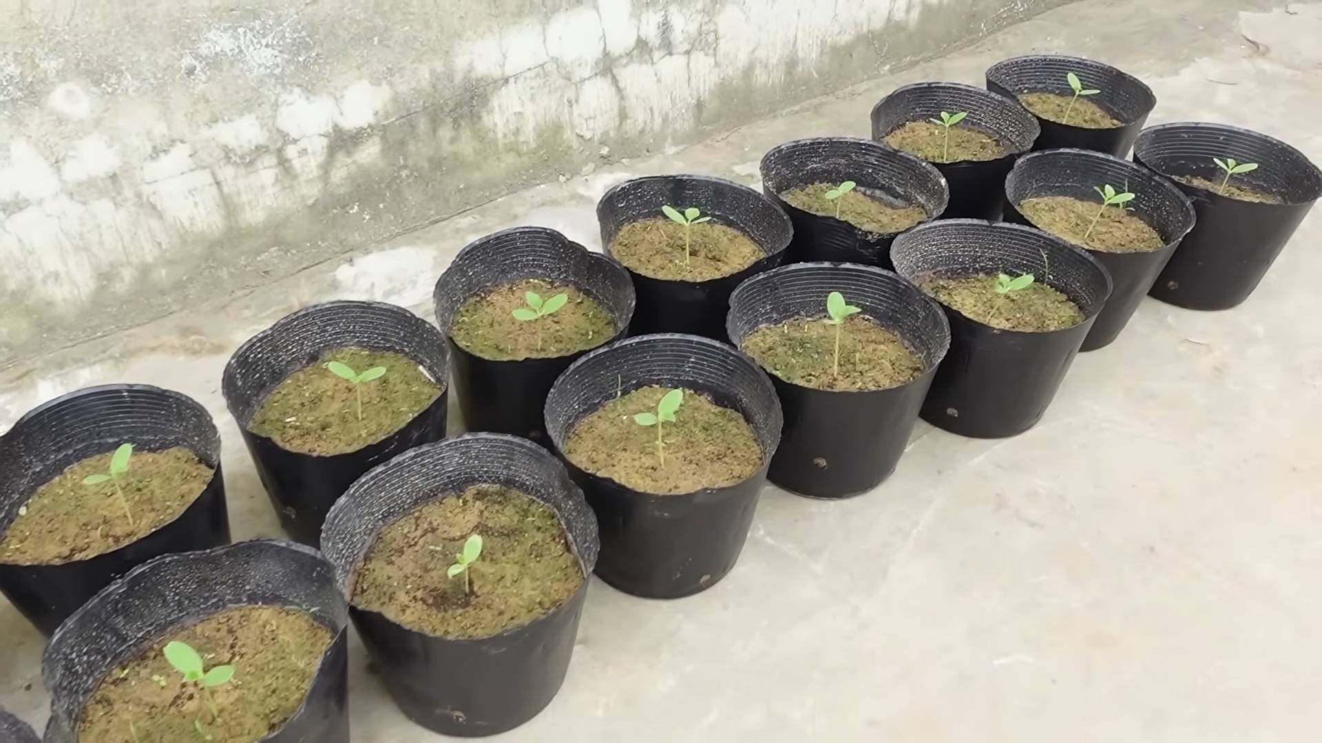 Grow Kohlrabi at Home
