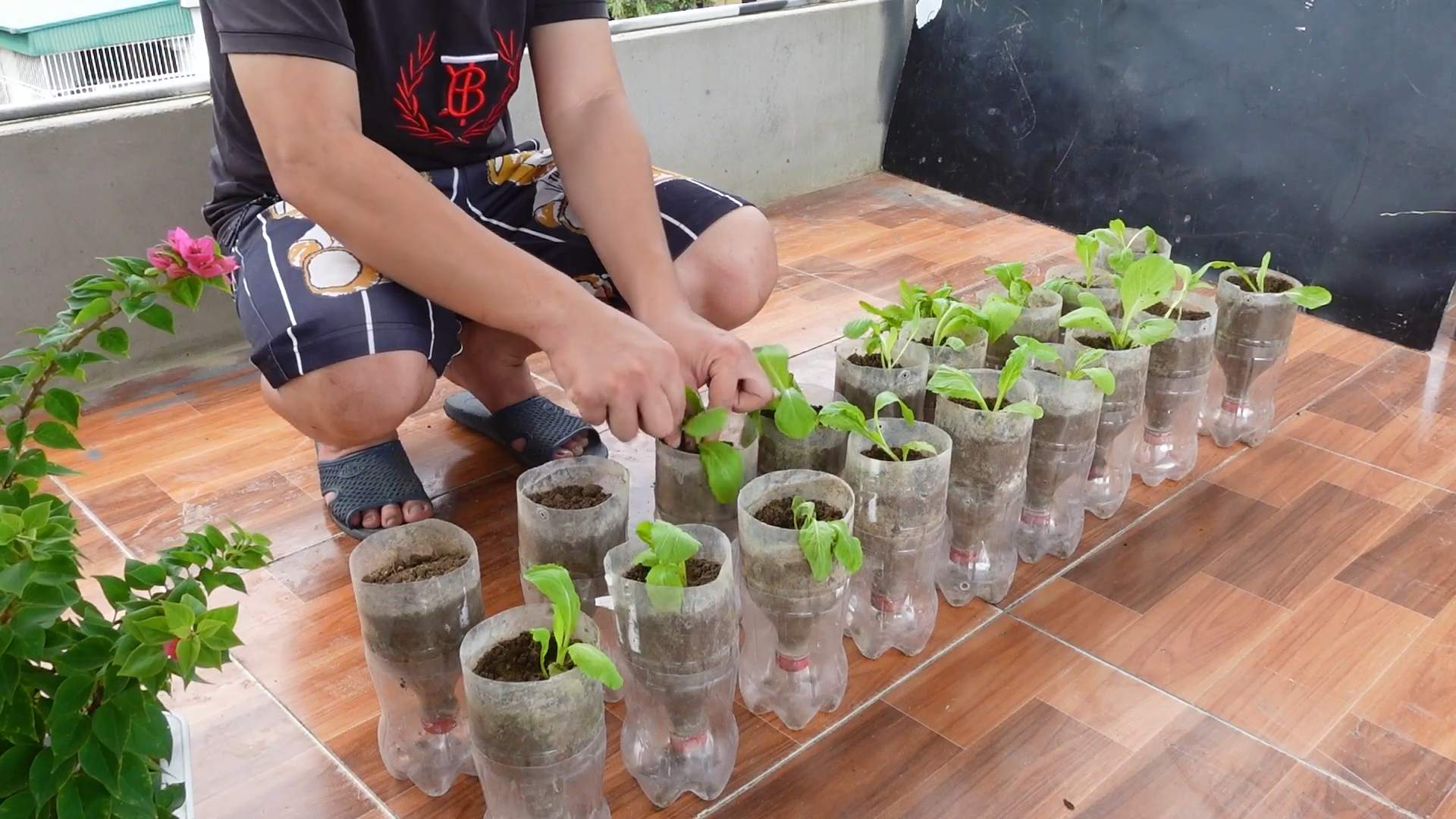 Grow Mustard Greens Fast