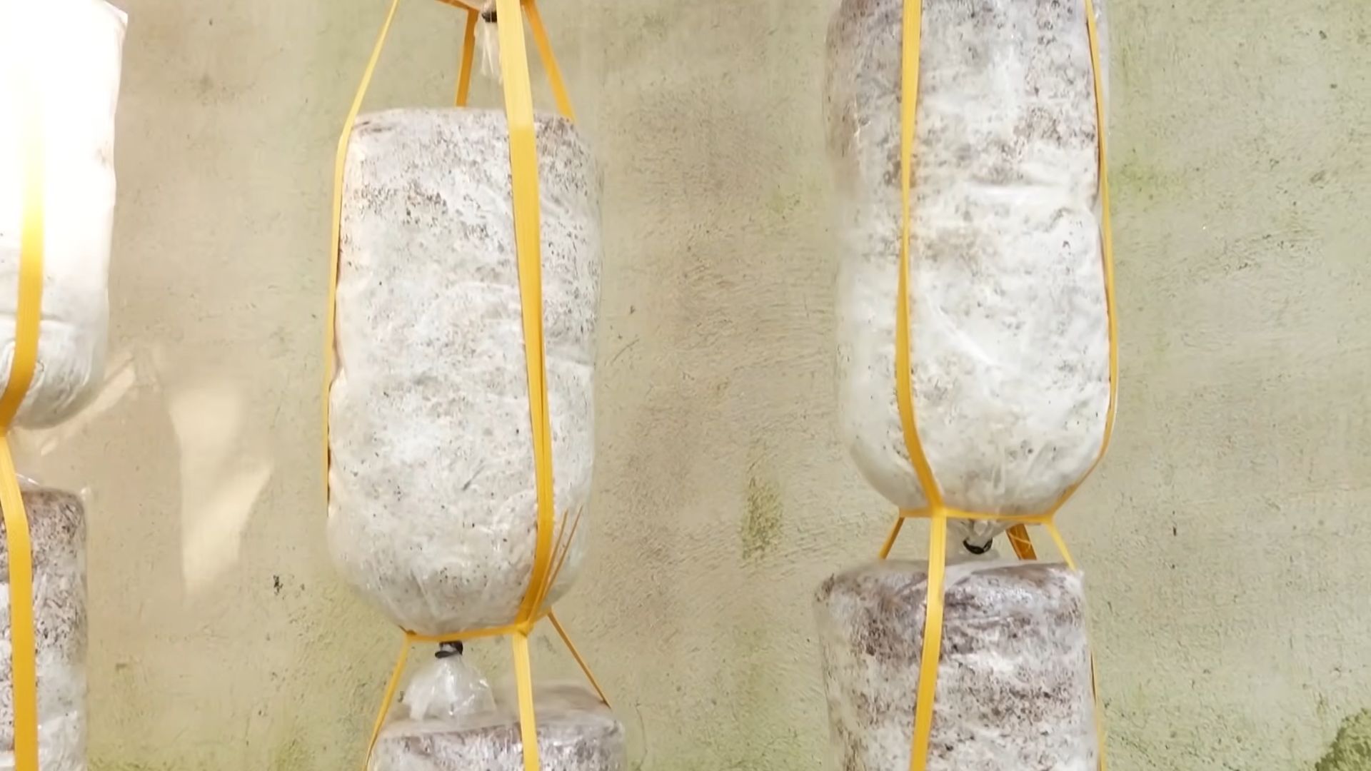 Grow mushrooms at home