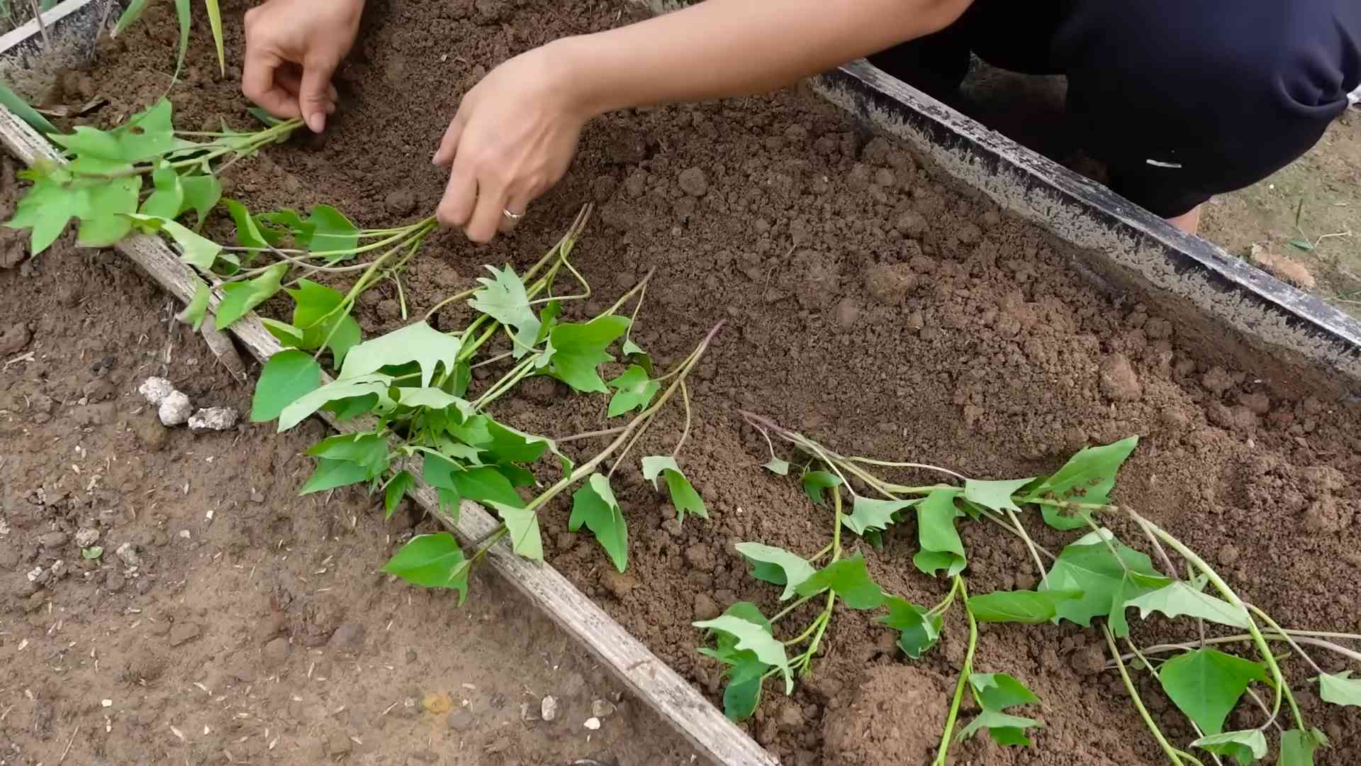 Growing Sweet Potatoes